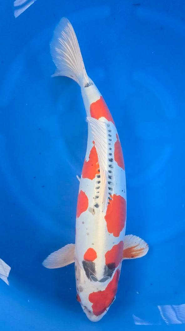 2024 Koda Fall Harvest Koi B-15