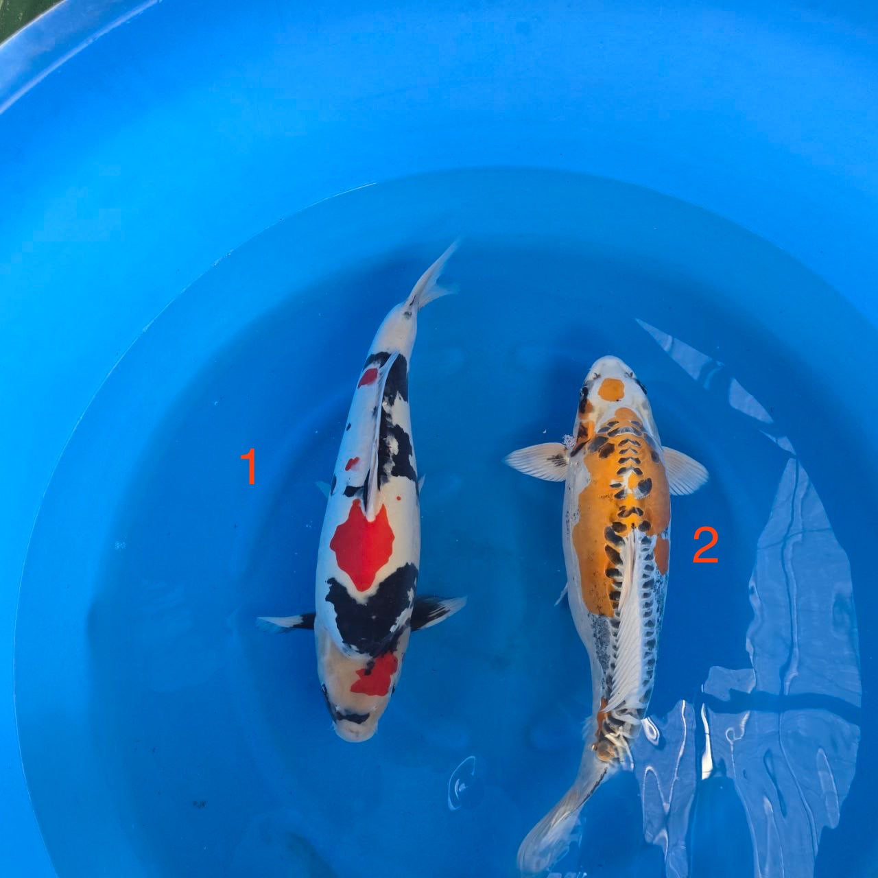 2024 Miyatora Fall Harvest Koi B-4