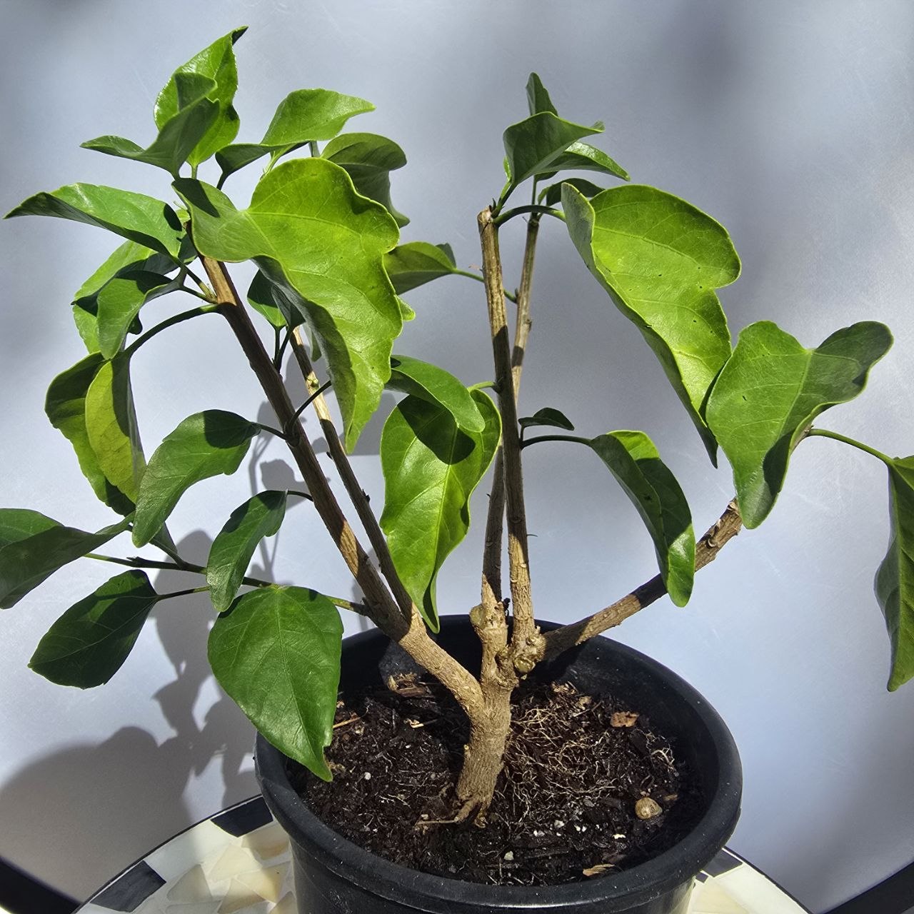 Hibiscus Bonsai