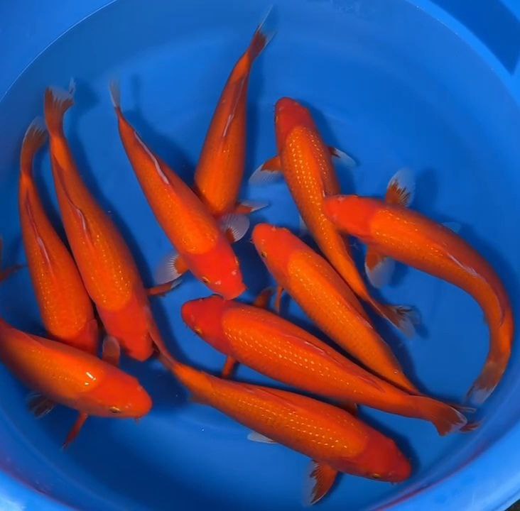 2024 Fall Harvest Koi Omakase - Pearl Benigoi Female