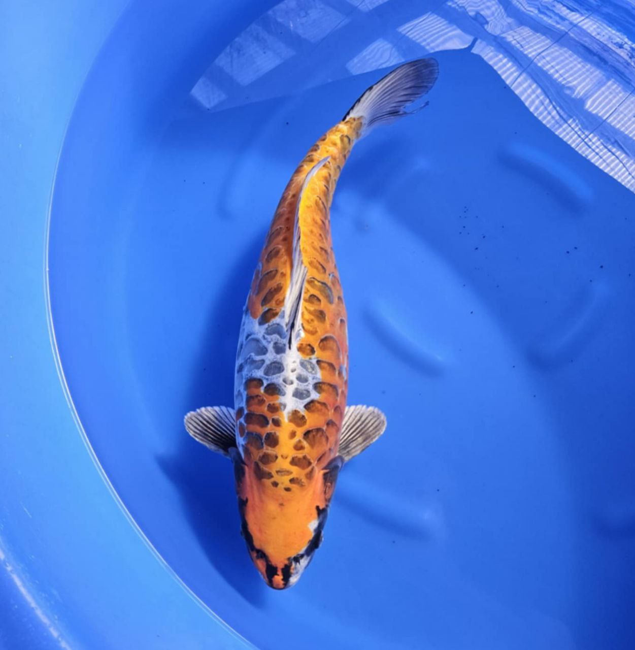 2024 Ozumi Fall Harvest Koi B-3