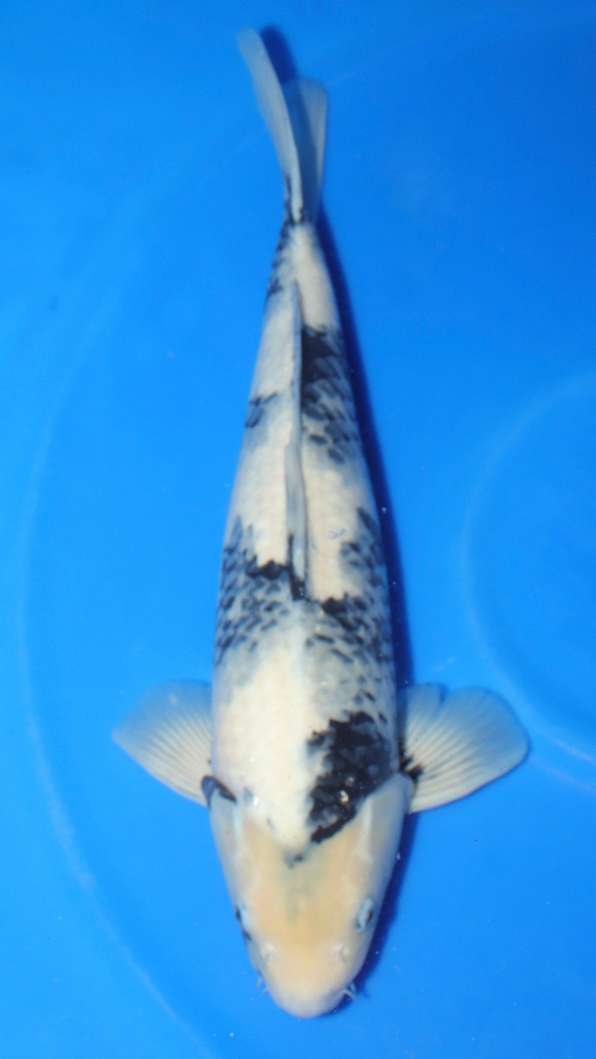 SQ-6 Omosako male Shiro Utsuri koi, 51 cm, for sale at Mystic Koi