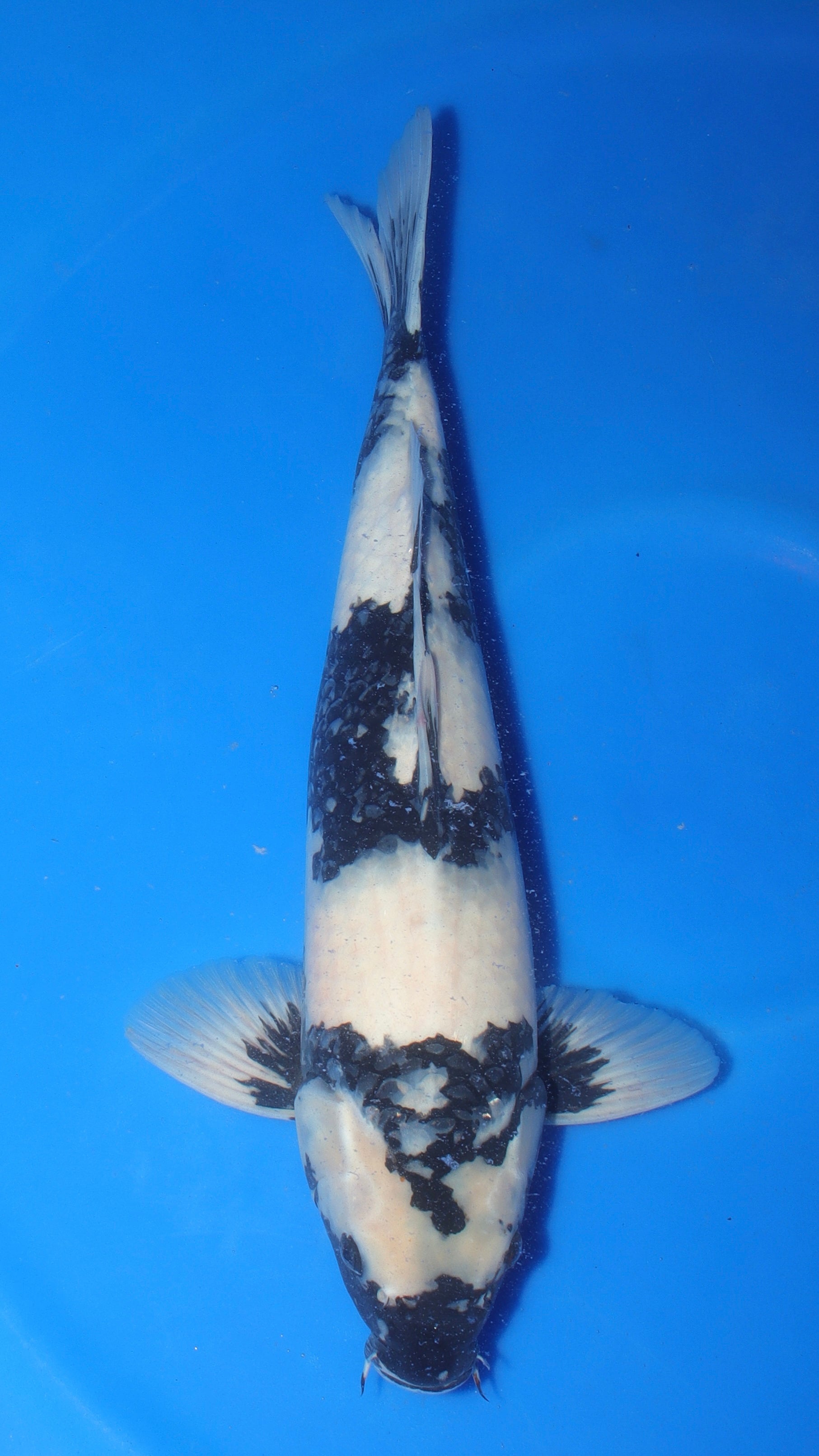Pretty Bois — 2026 Omosako Shiro Utsuri Grow-Out Contest