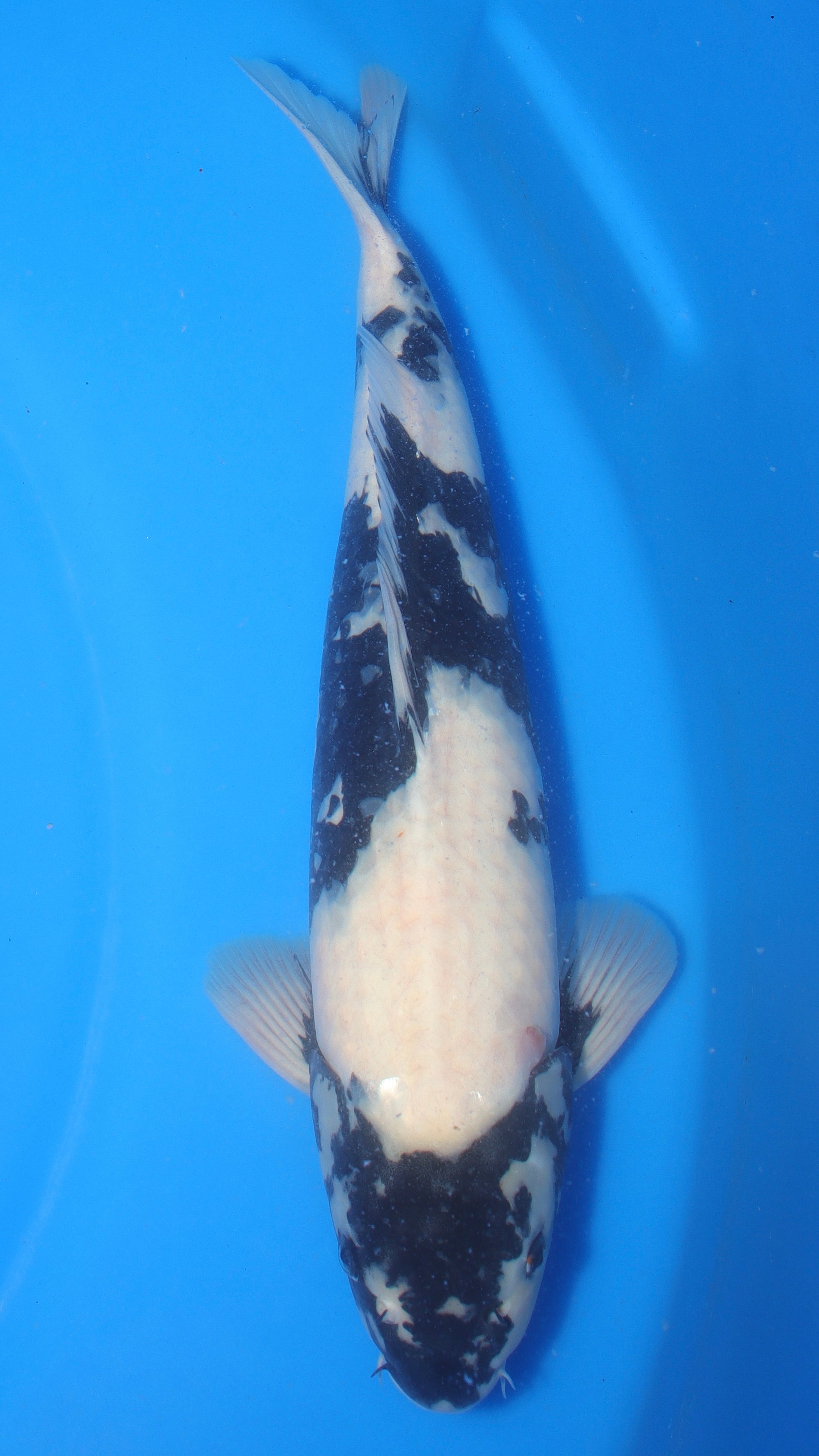 Pretty Bois — 2026 Omosako Shiro Utsuri Grow-Out Contest