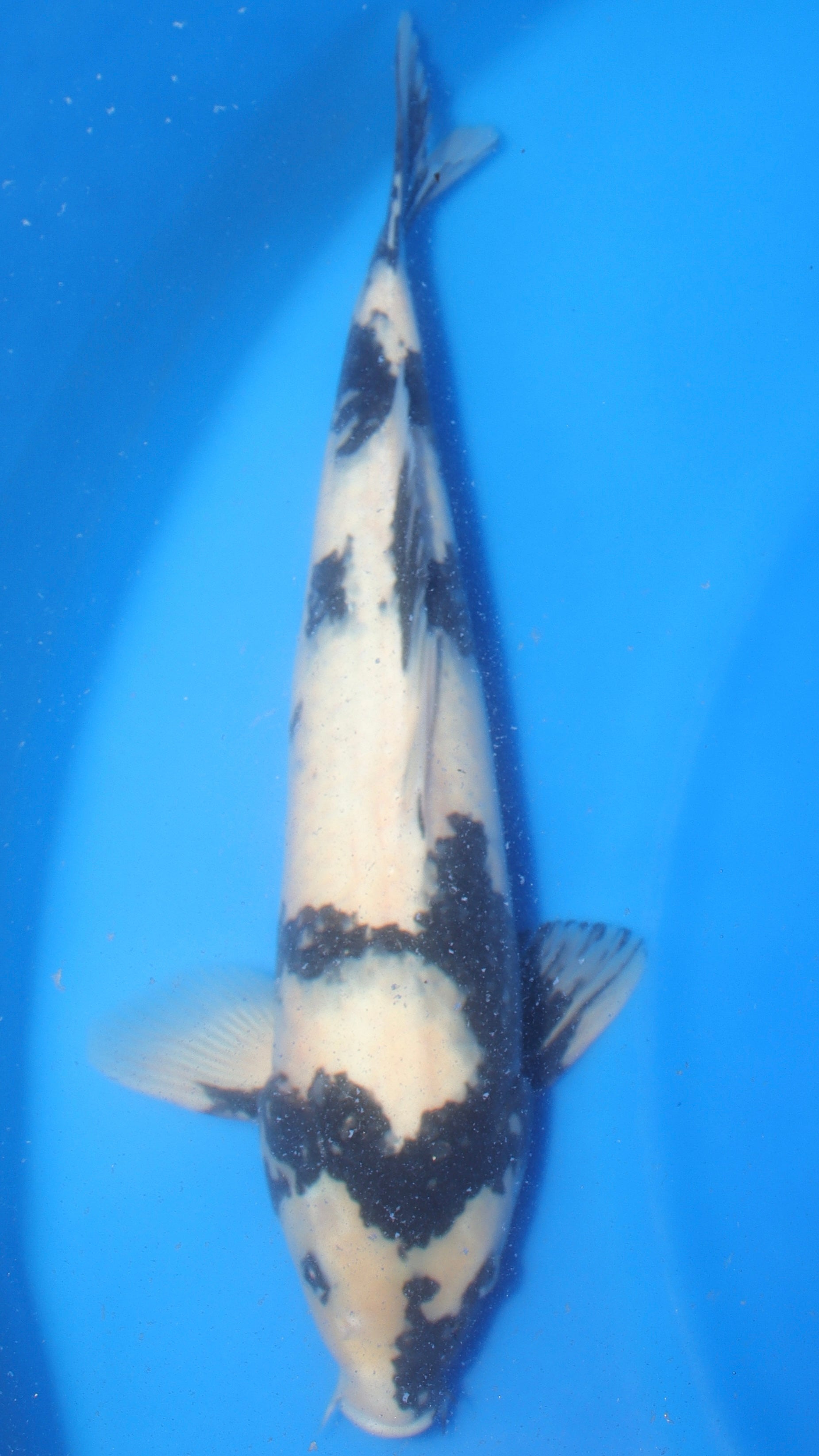 Pretty Bois — 2026 Omosako Shiro Utsuri Grow-Out Contest