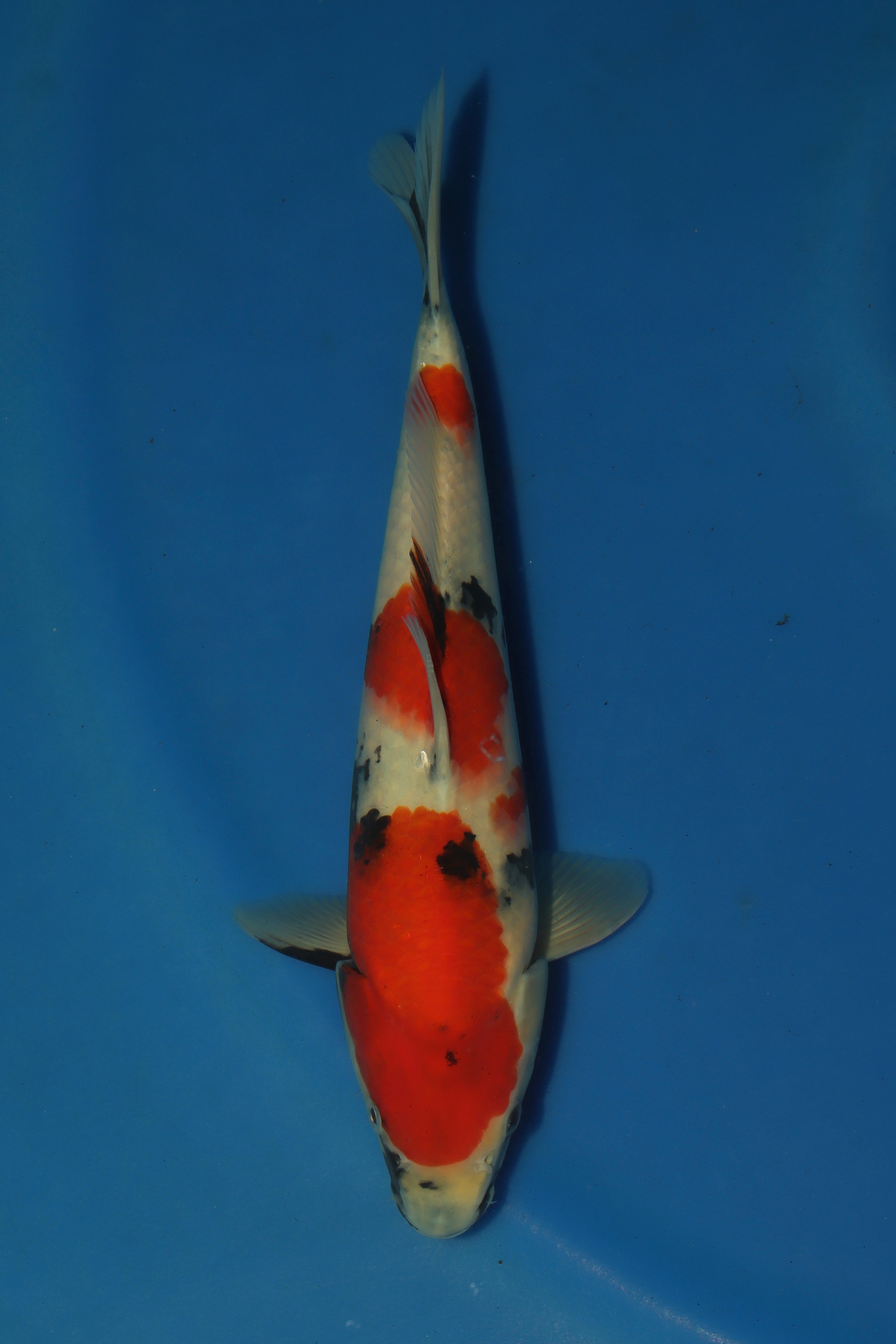 Showa BT-7