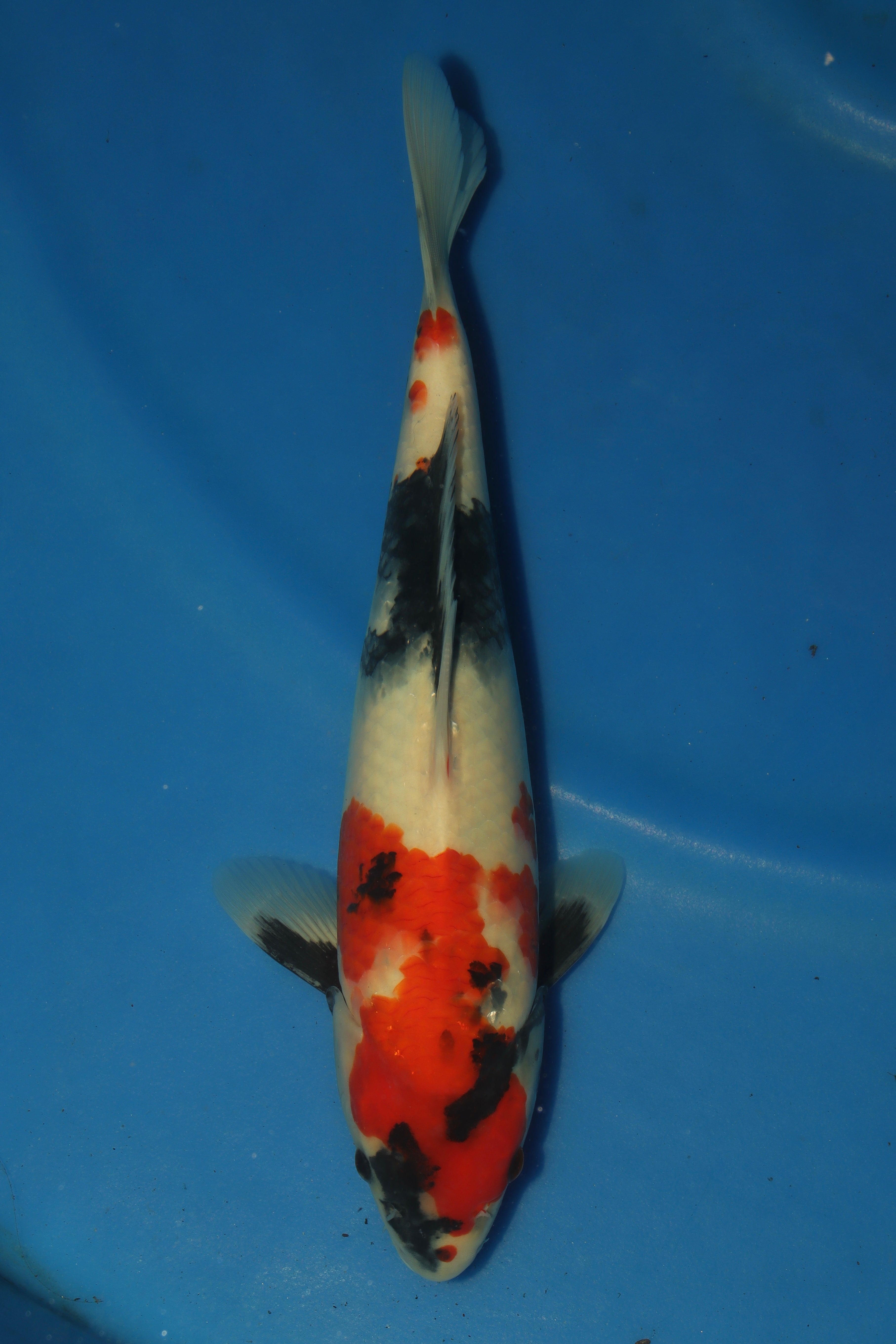 Showa BT-8