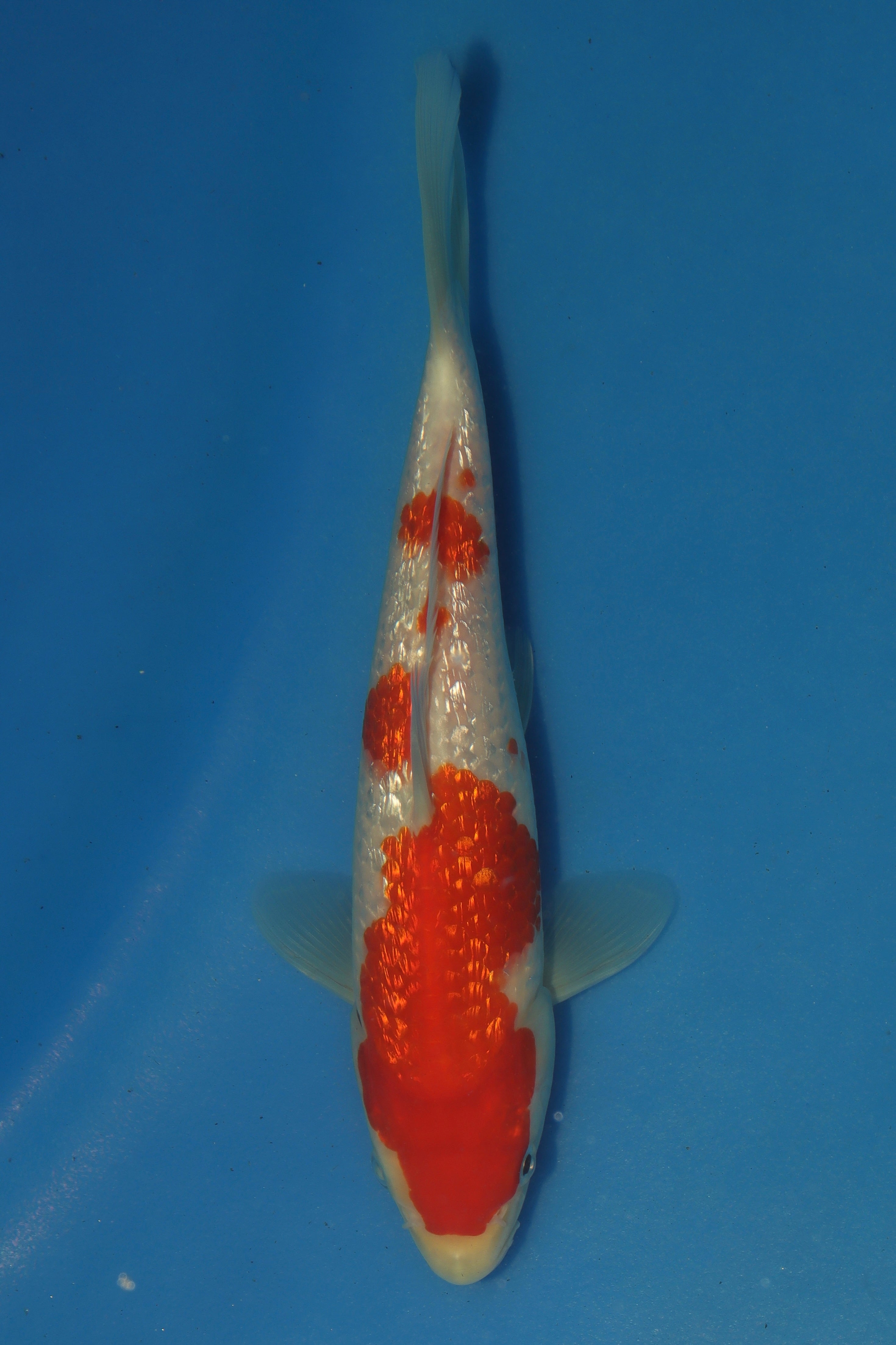 GinRin Kohaku BT-11