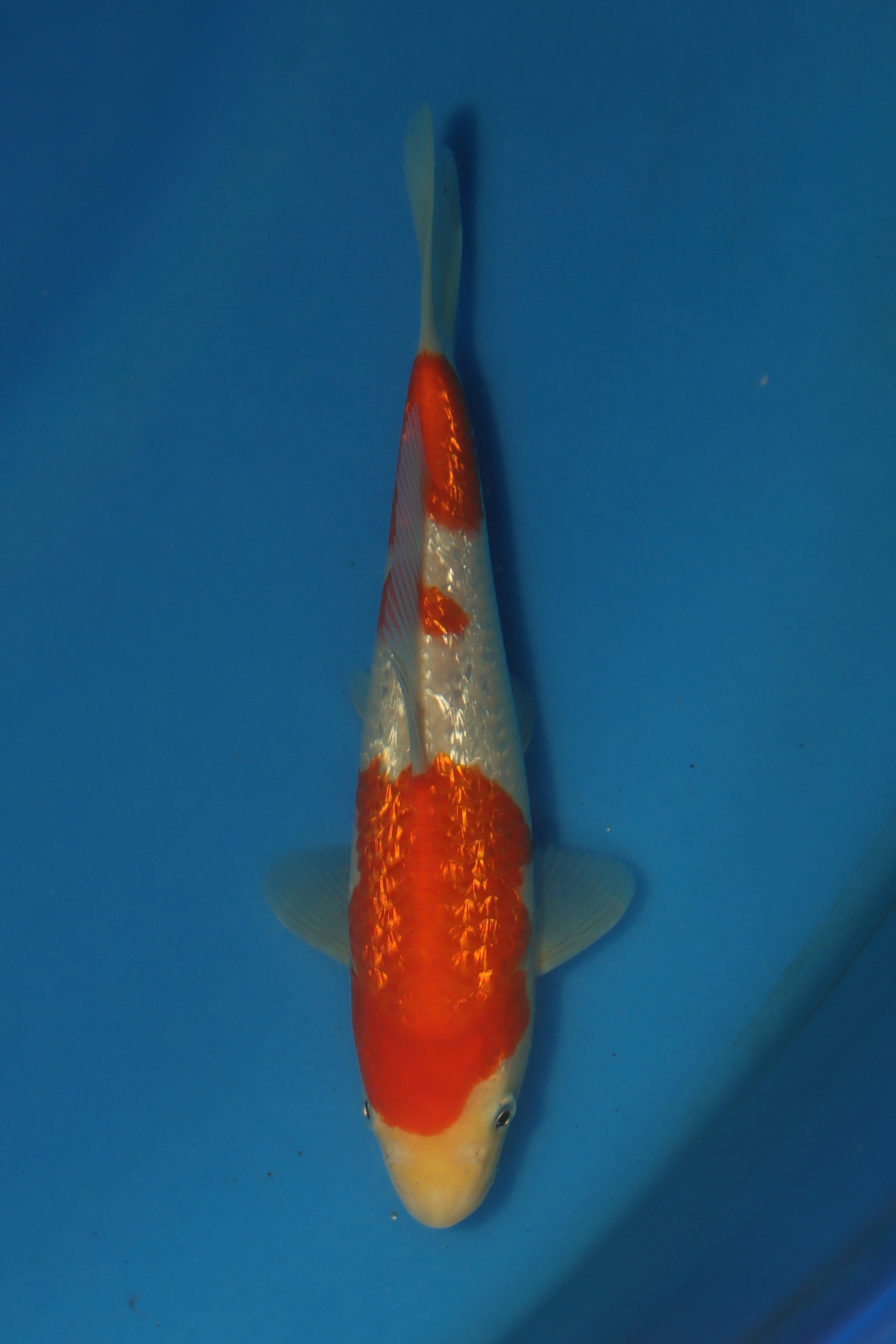 GinRin Kohaku BT-12