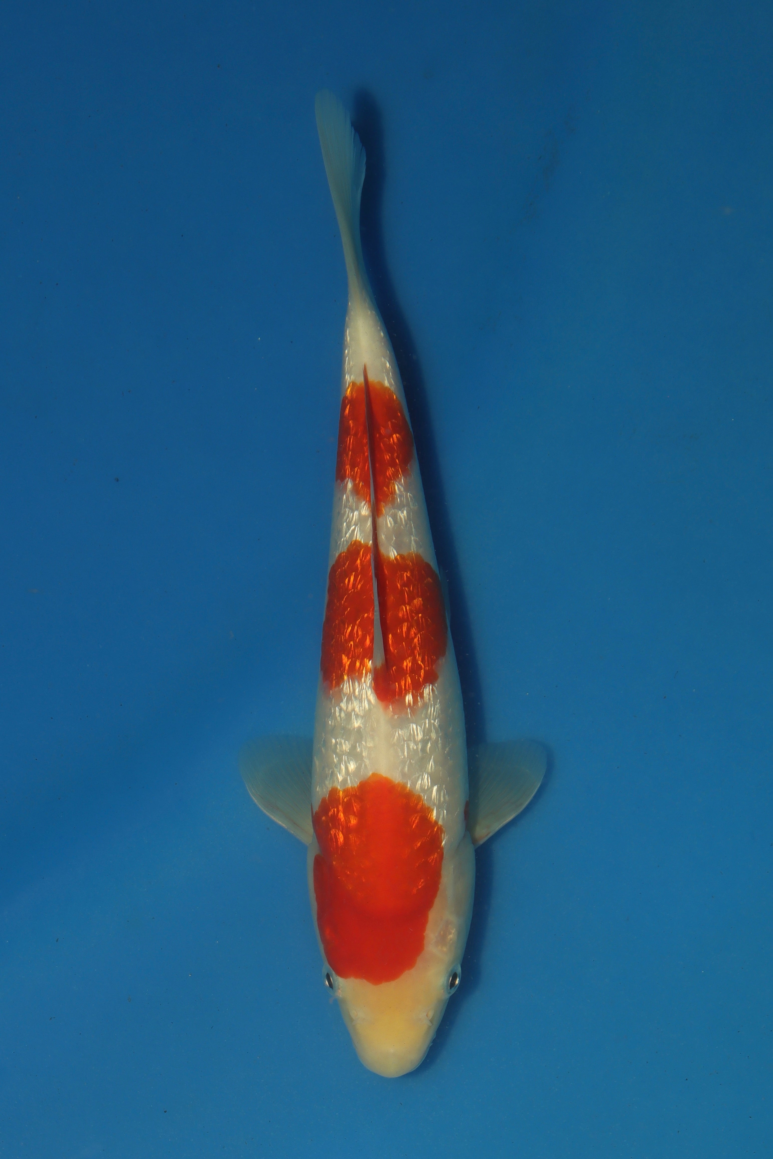 GinRin Kohaku BT-13