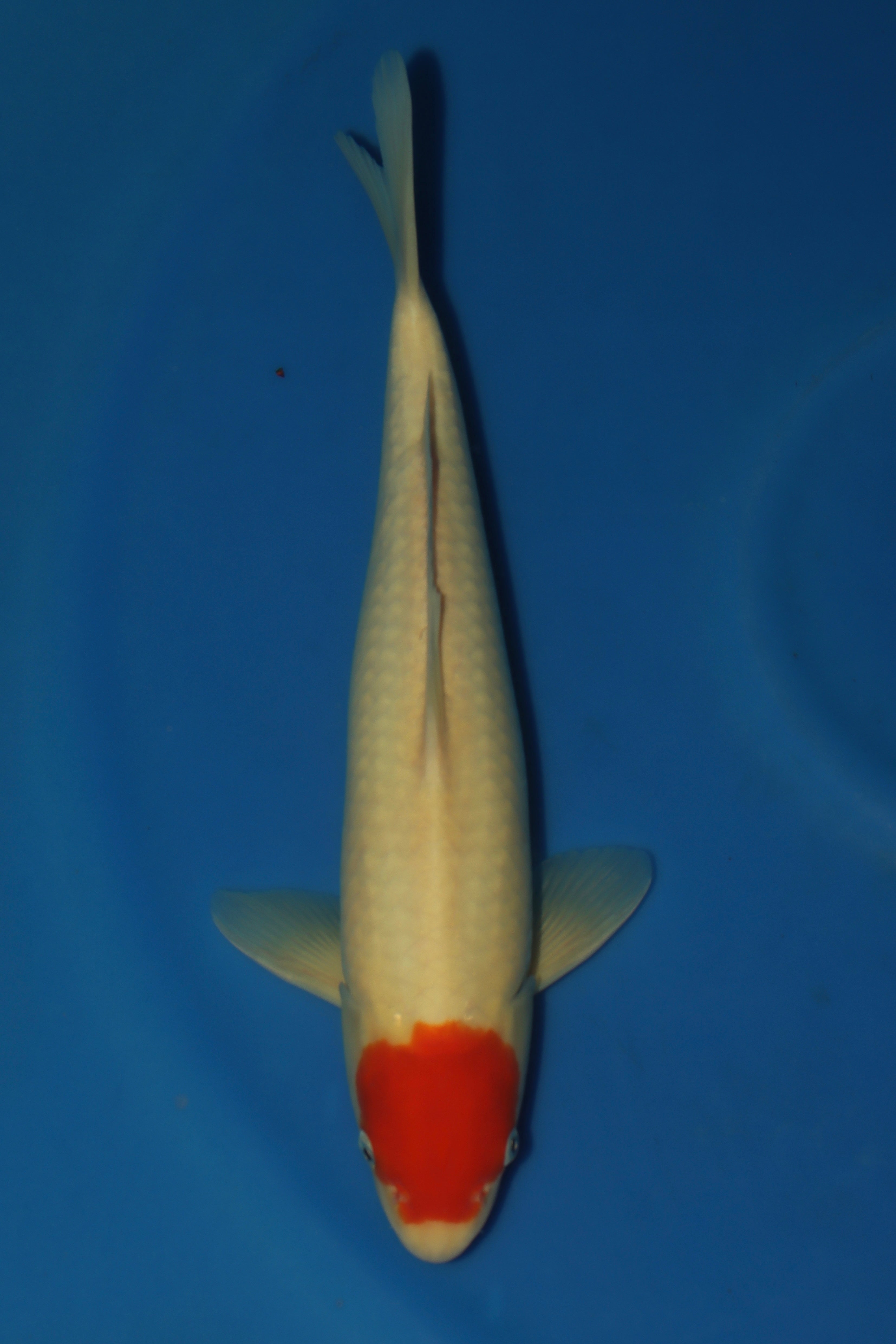 Tancho Kohaku MA-1
