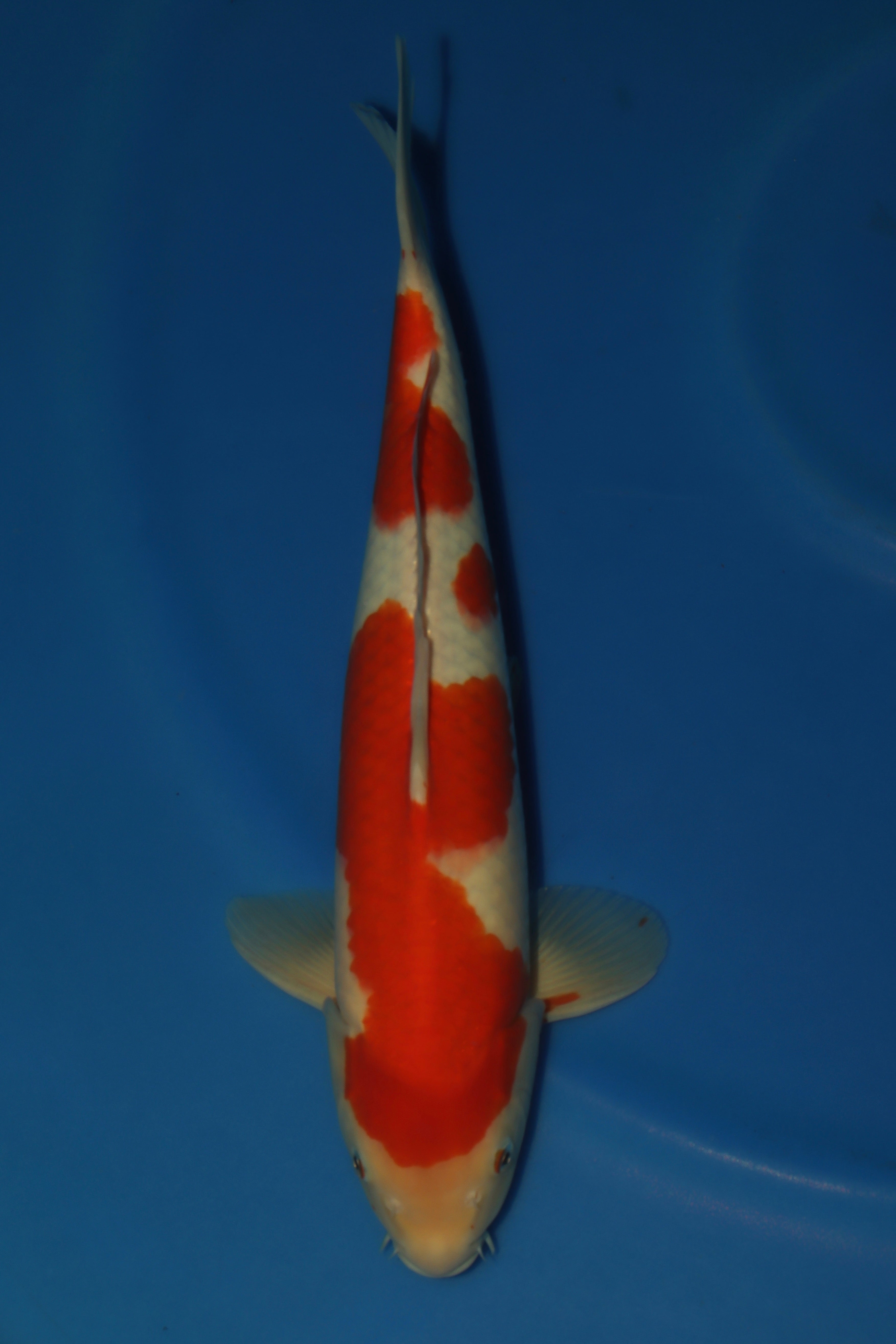 Kohaku MA-3