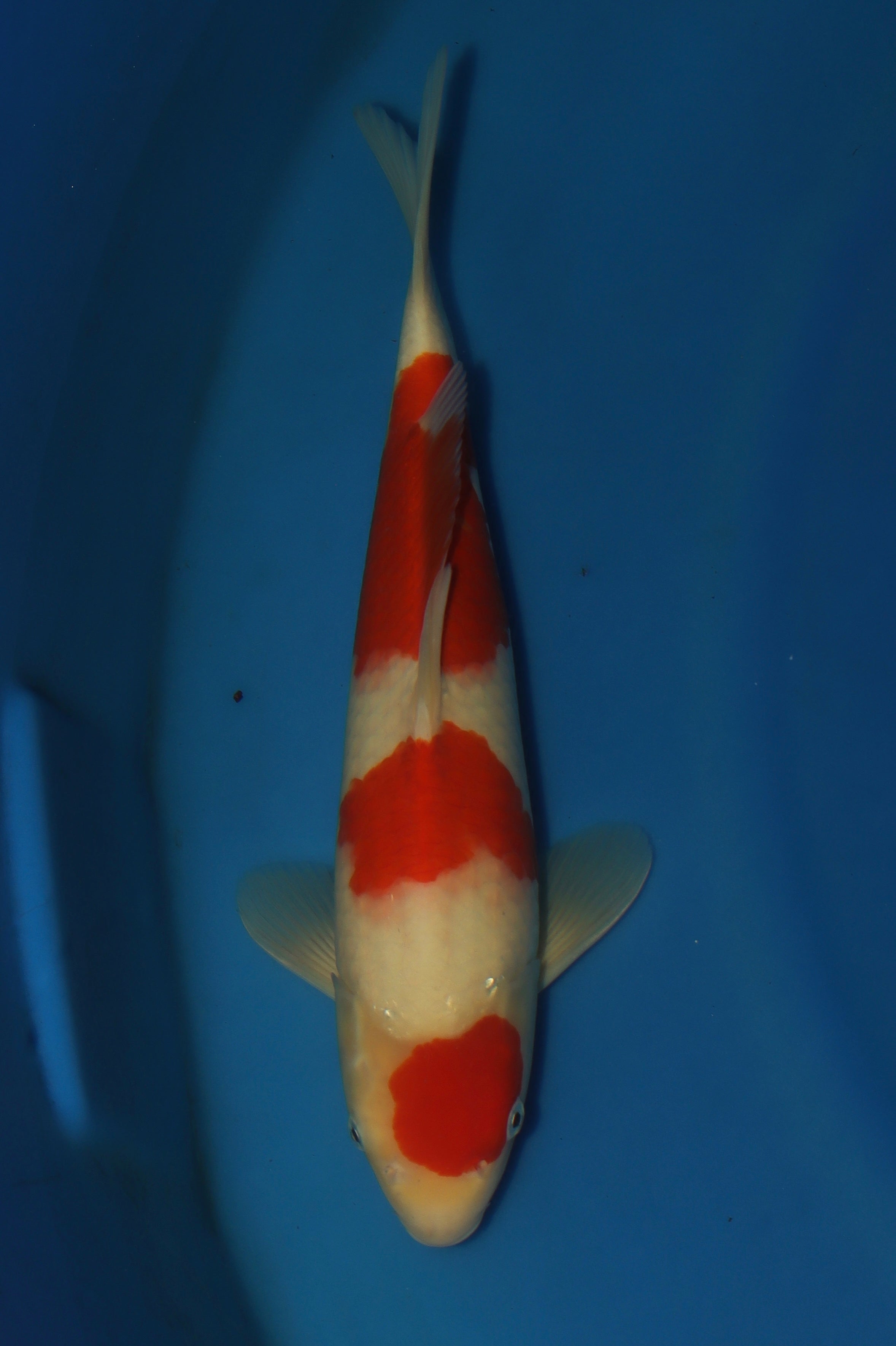 Kohaku MA-4