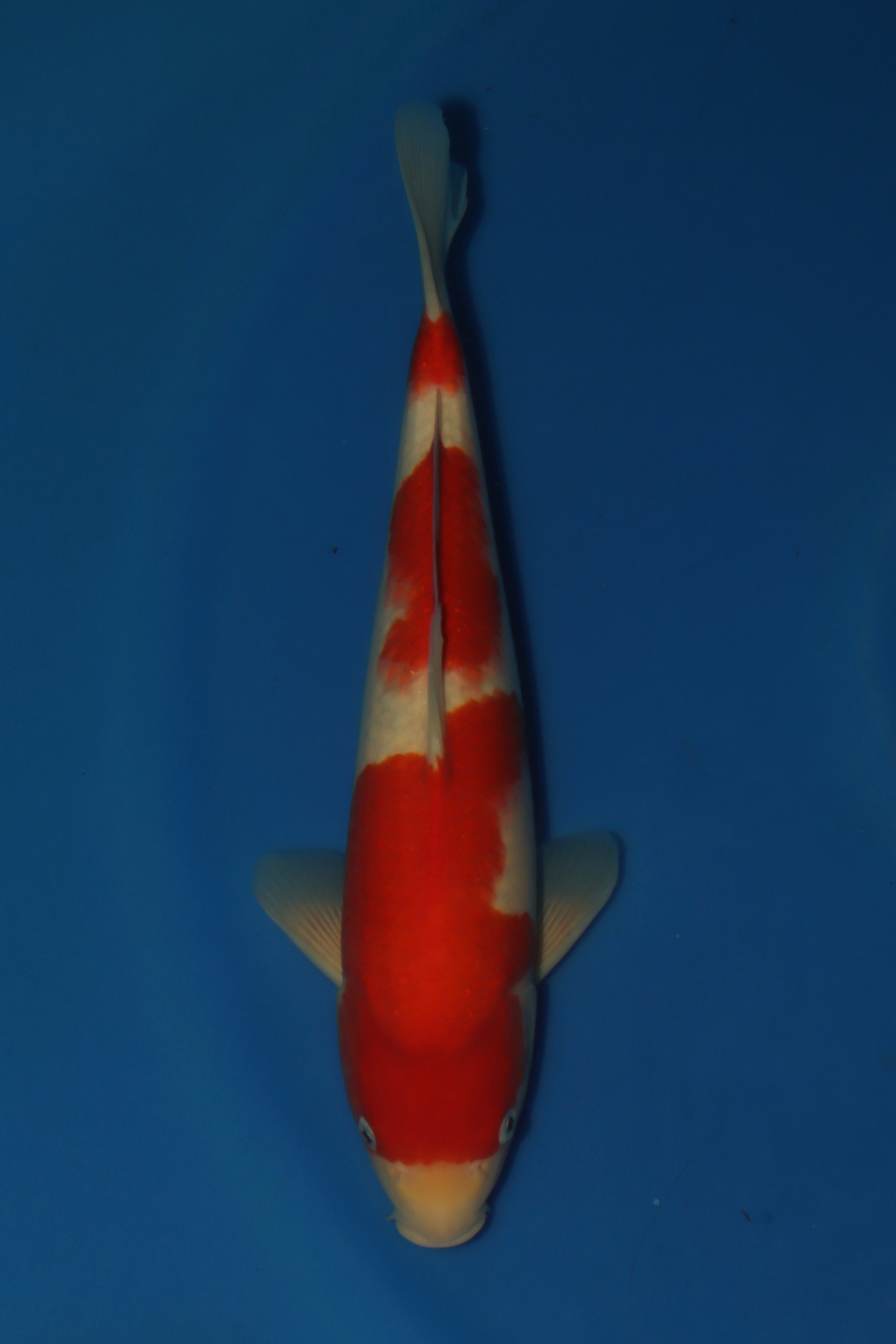 Kohaku MA-5