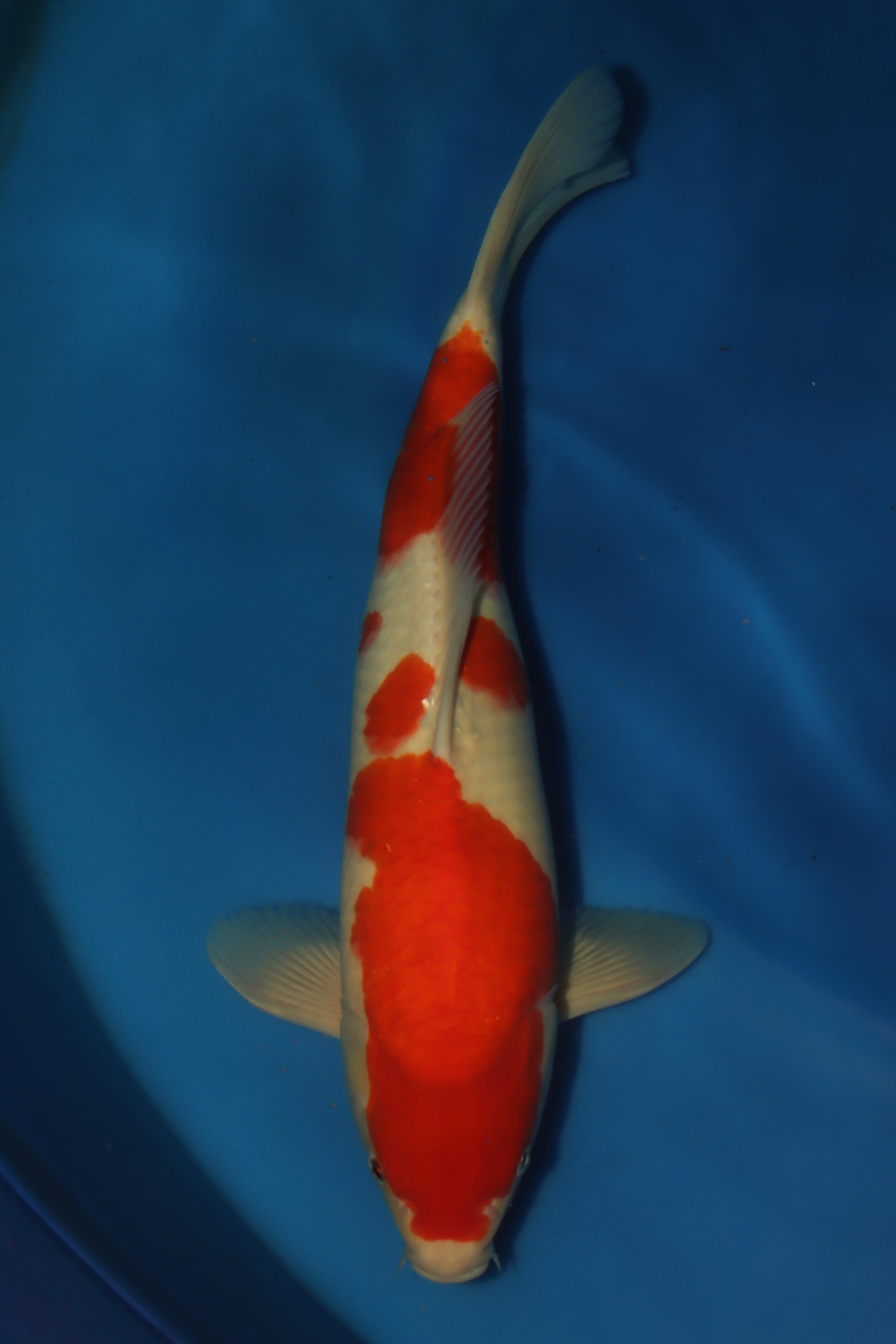 Kohaku MA-7