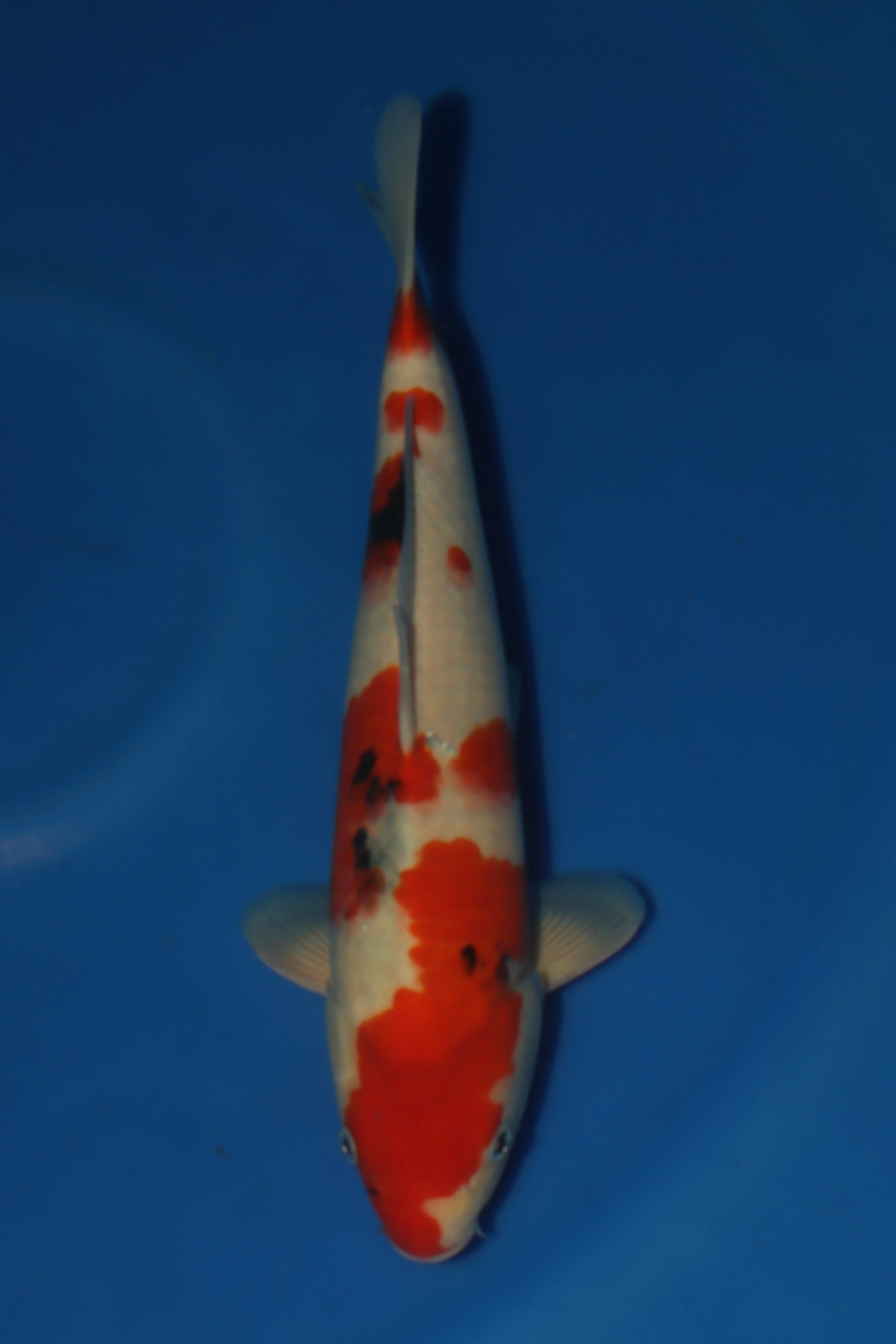 Sanke MA-10