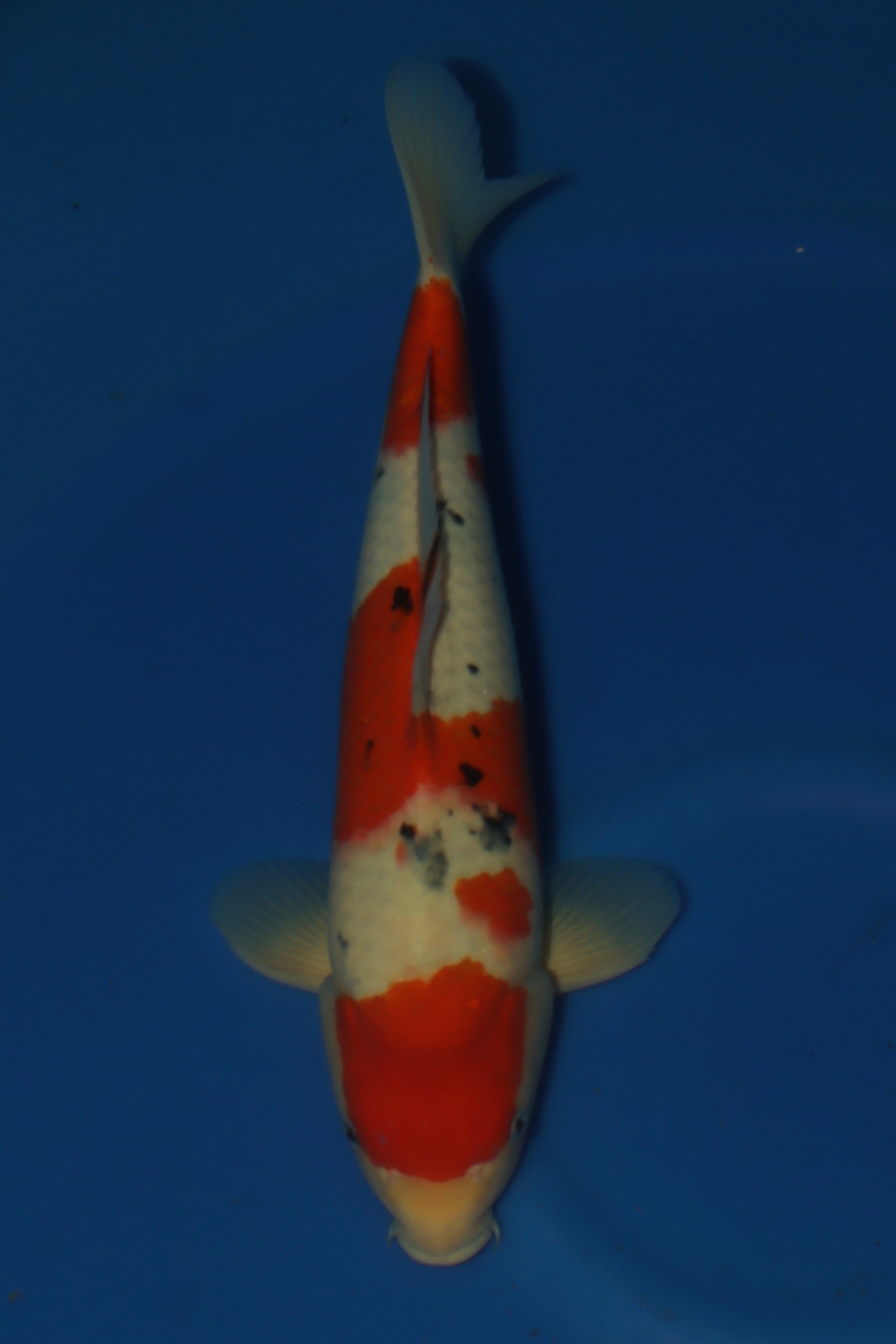 Sanke MA-11
