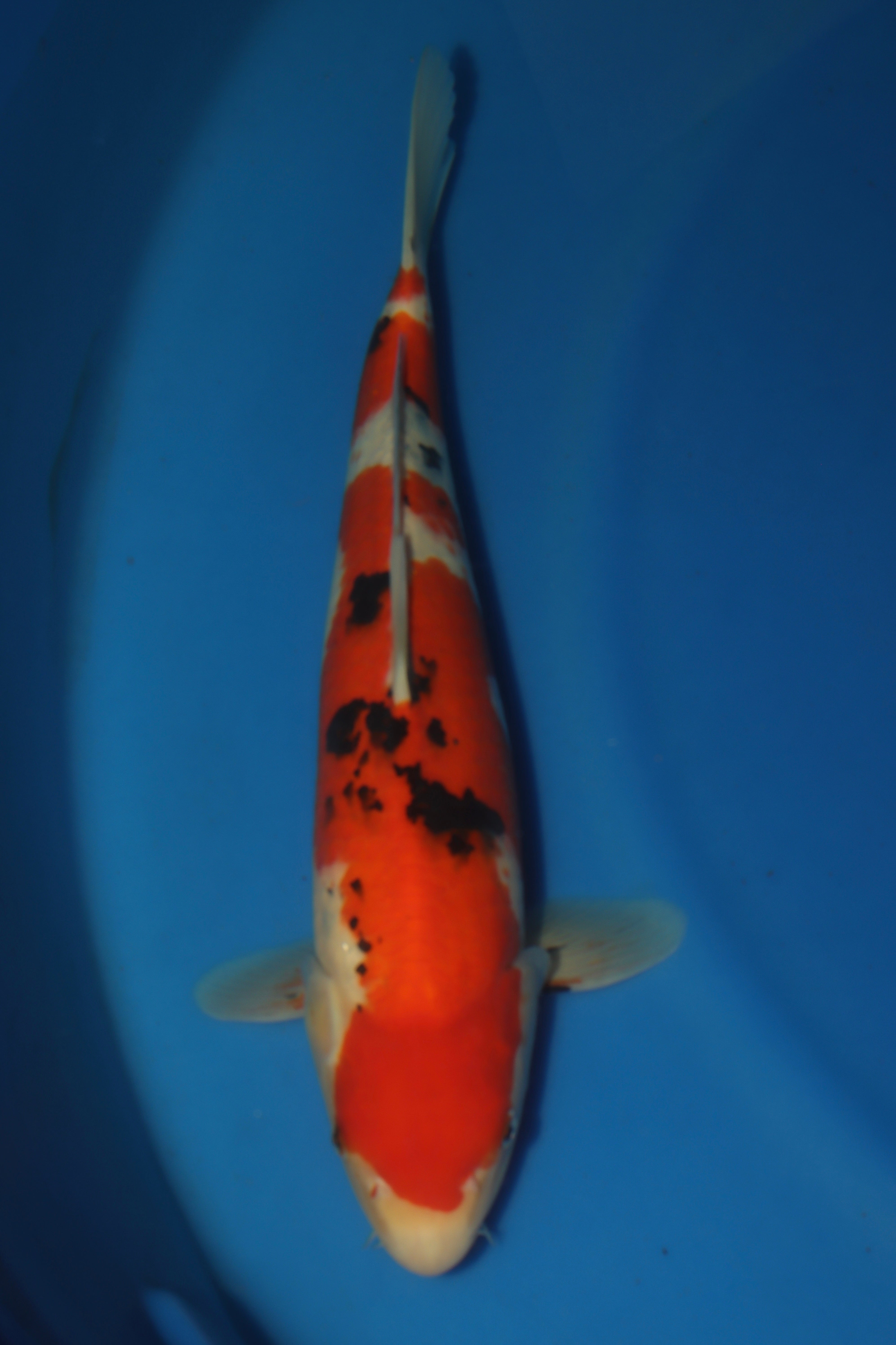 Sanke MA-12