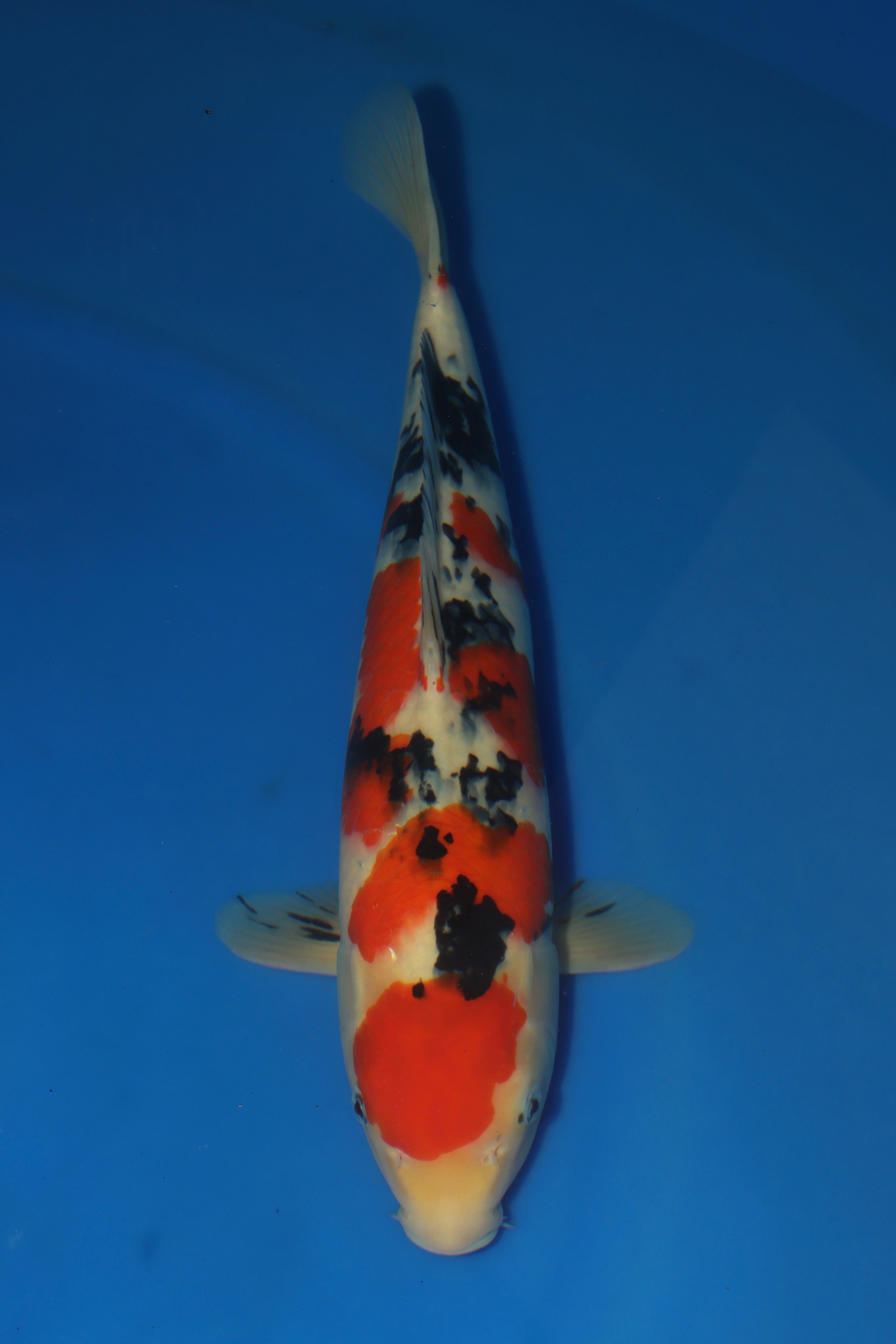Sanke MA-13