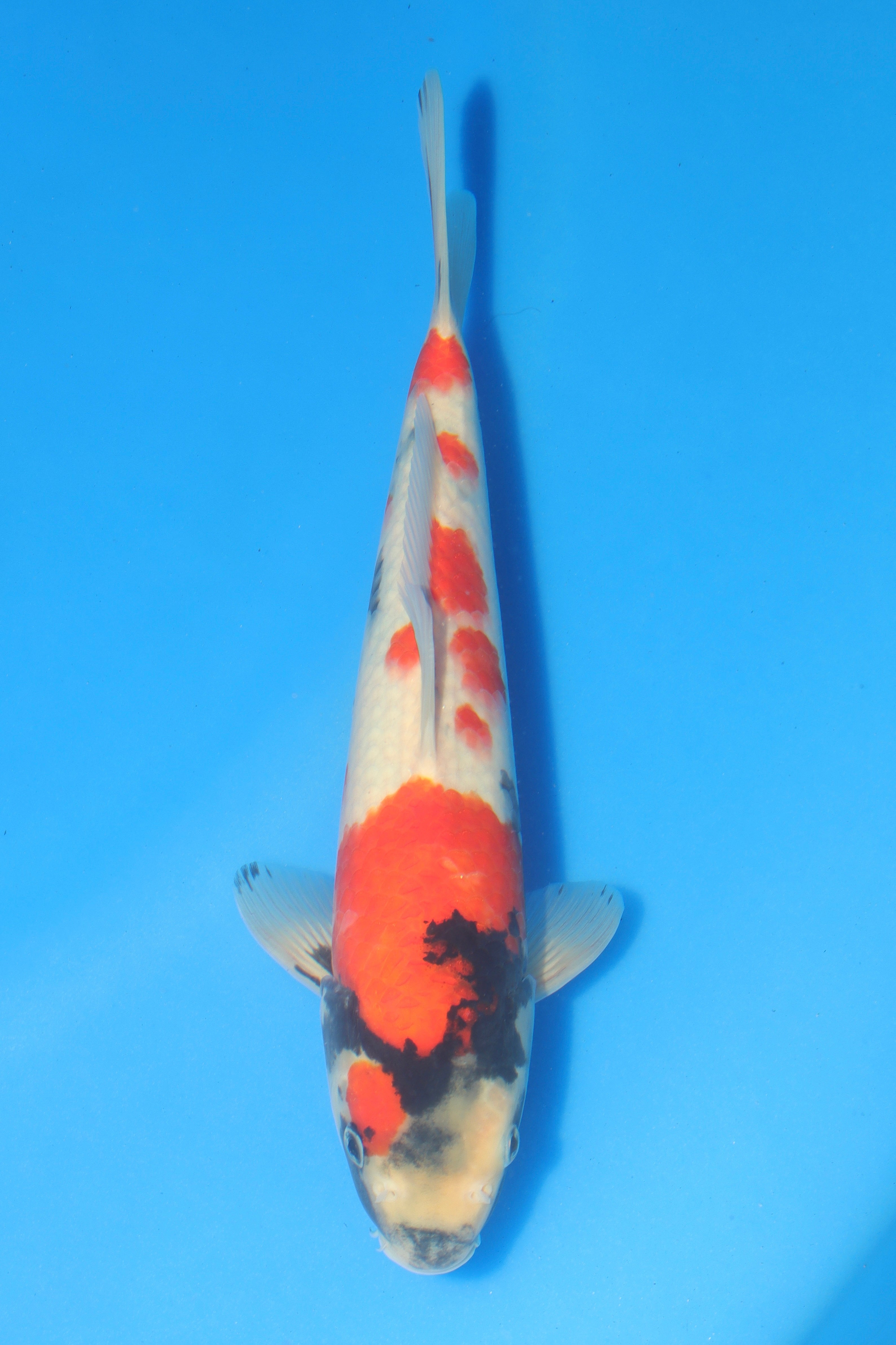 Showa B-18