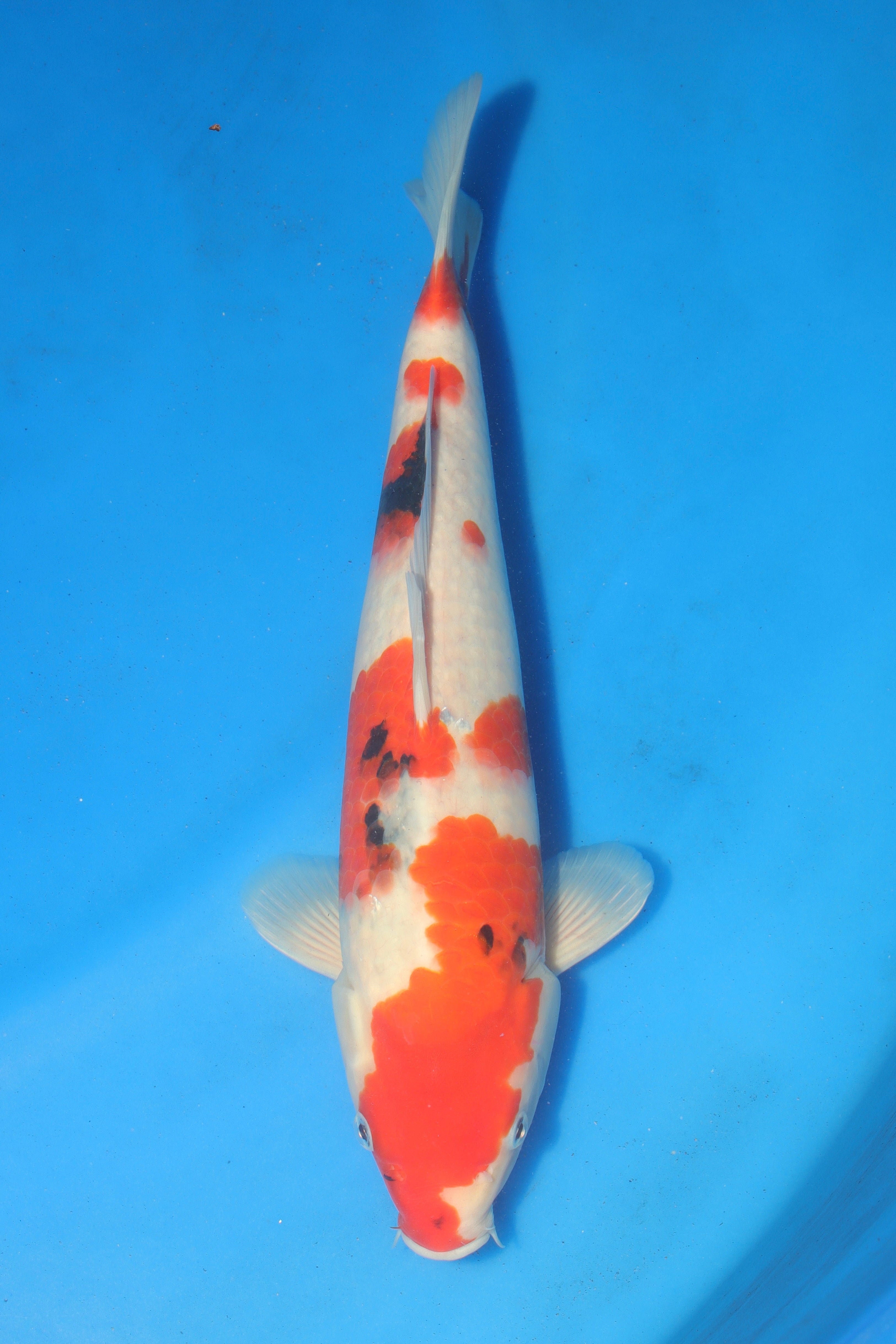 Showa O-21