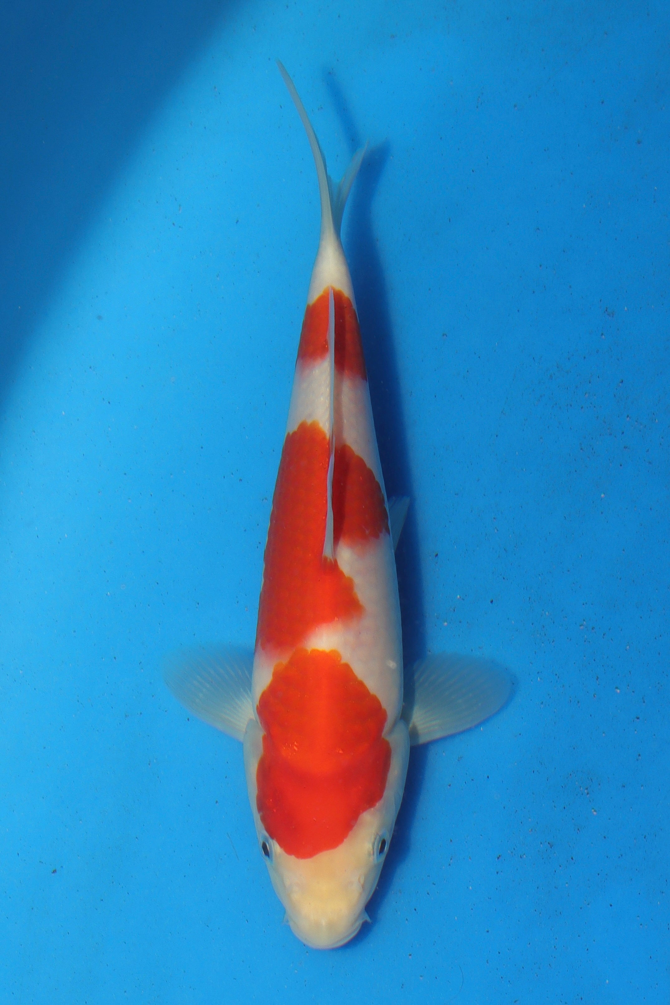 Kohaku T-06