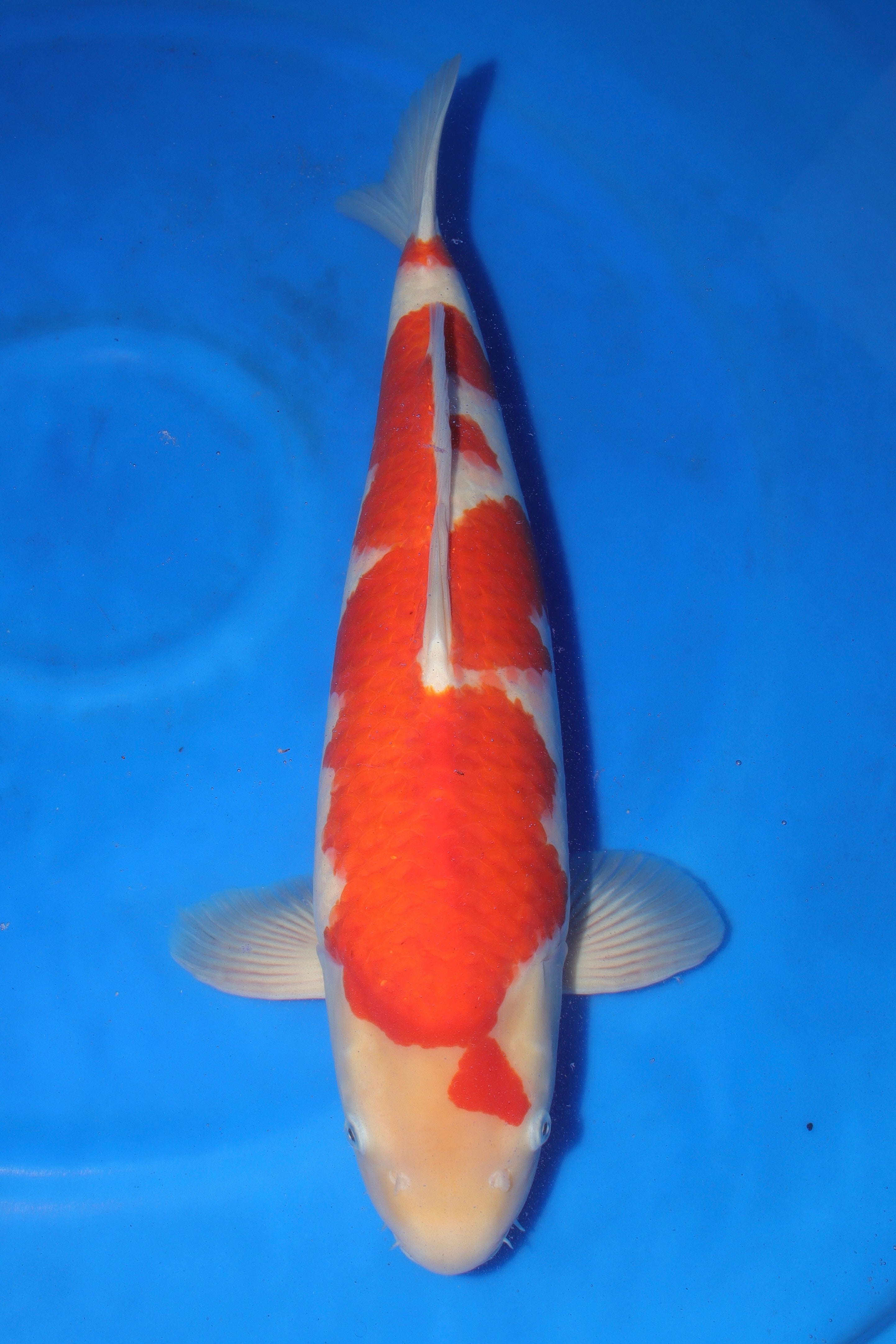 Kohaku MO-5