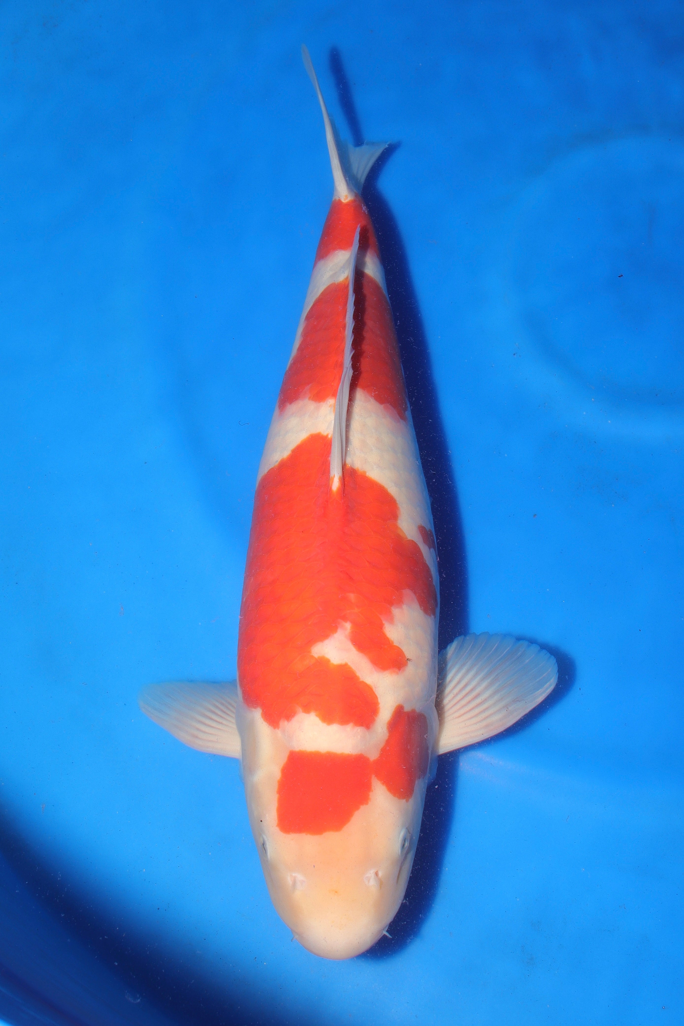 Kohaku MO-6