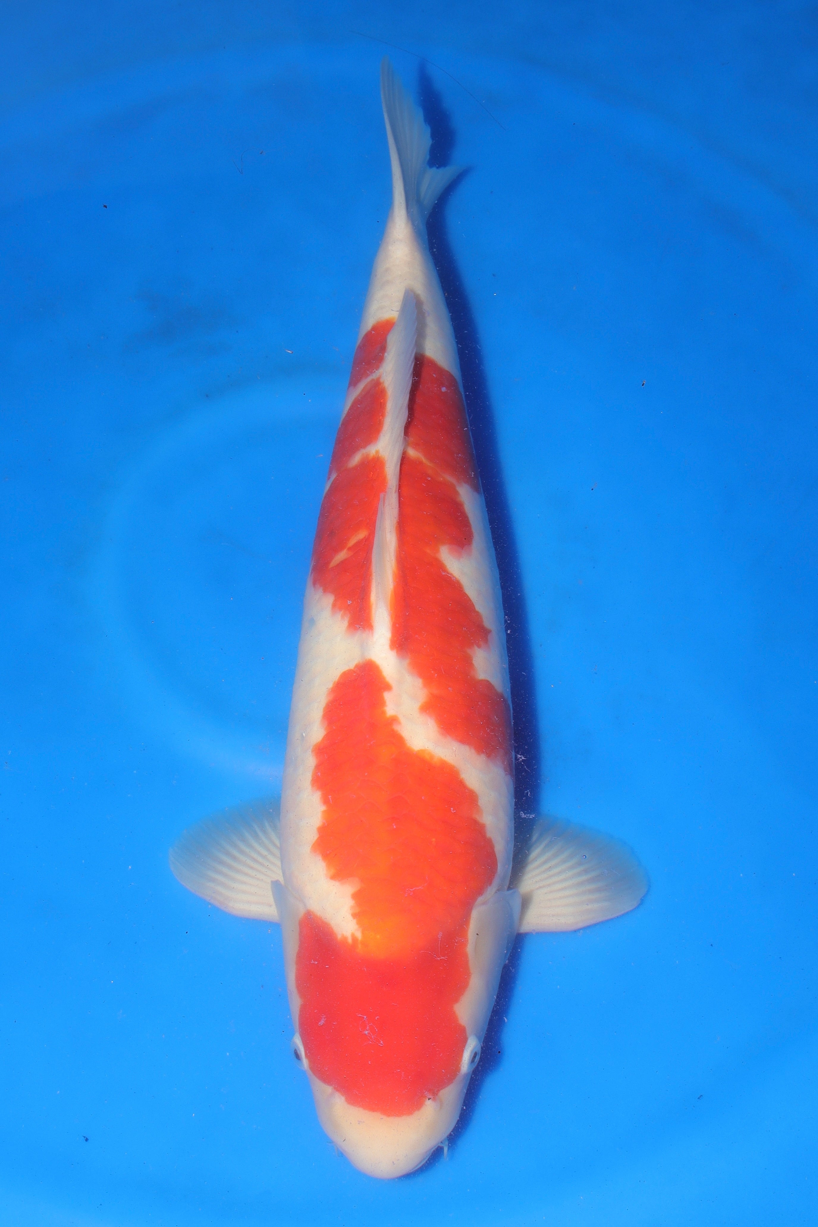 Kohaku MO-7