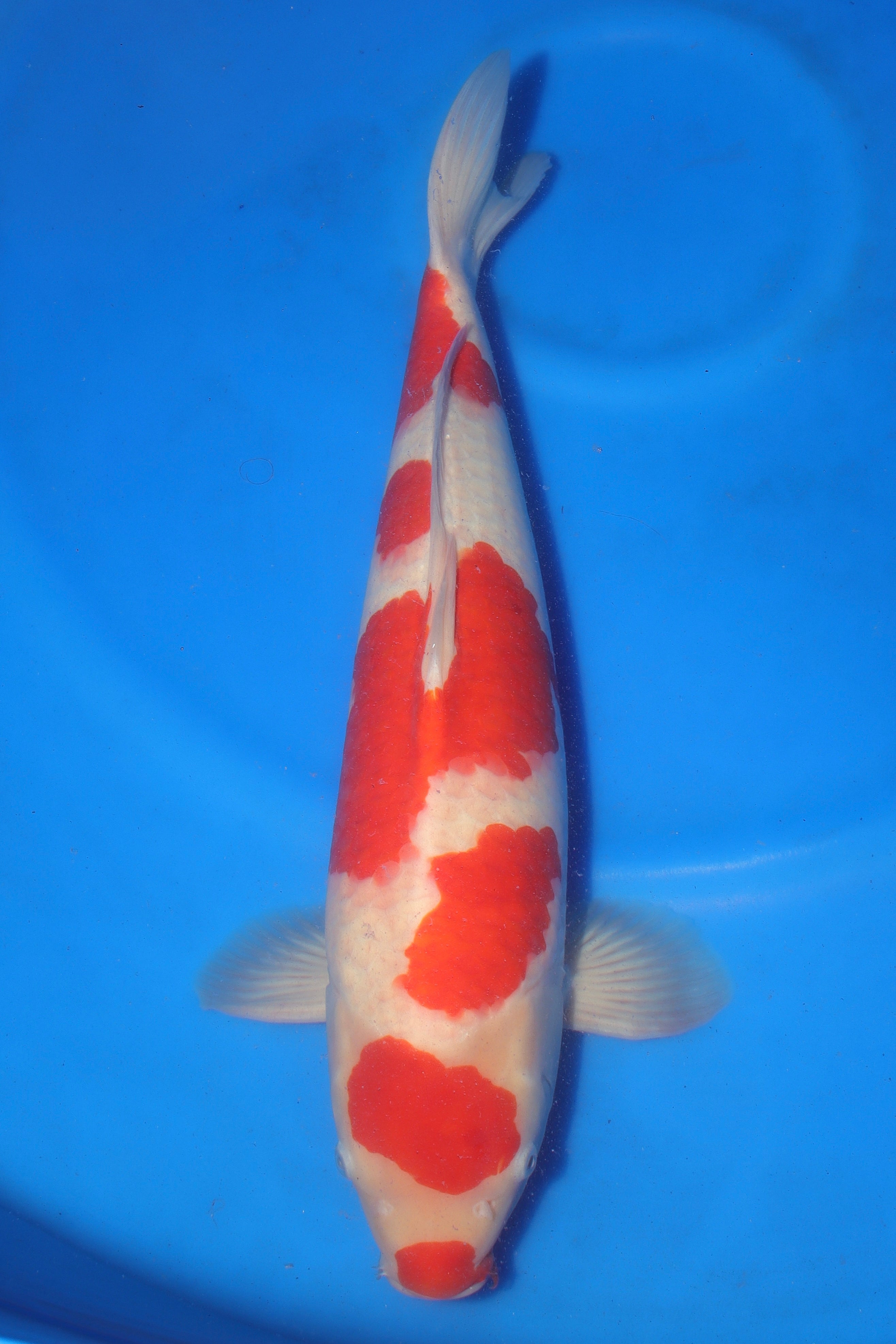 Kohaku MO-8