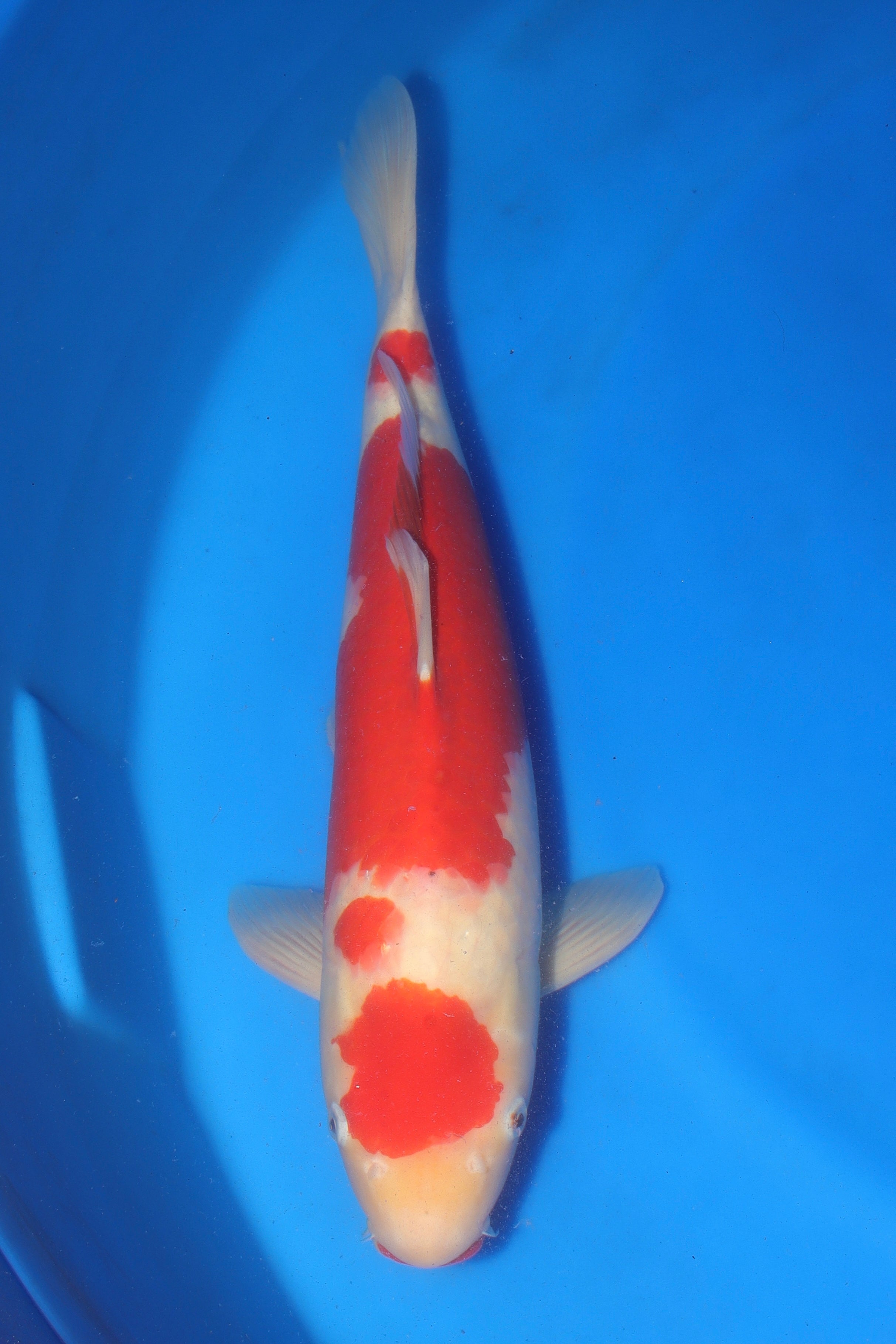 Kohaku MO-9