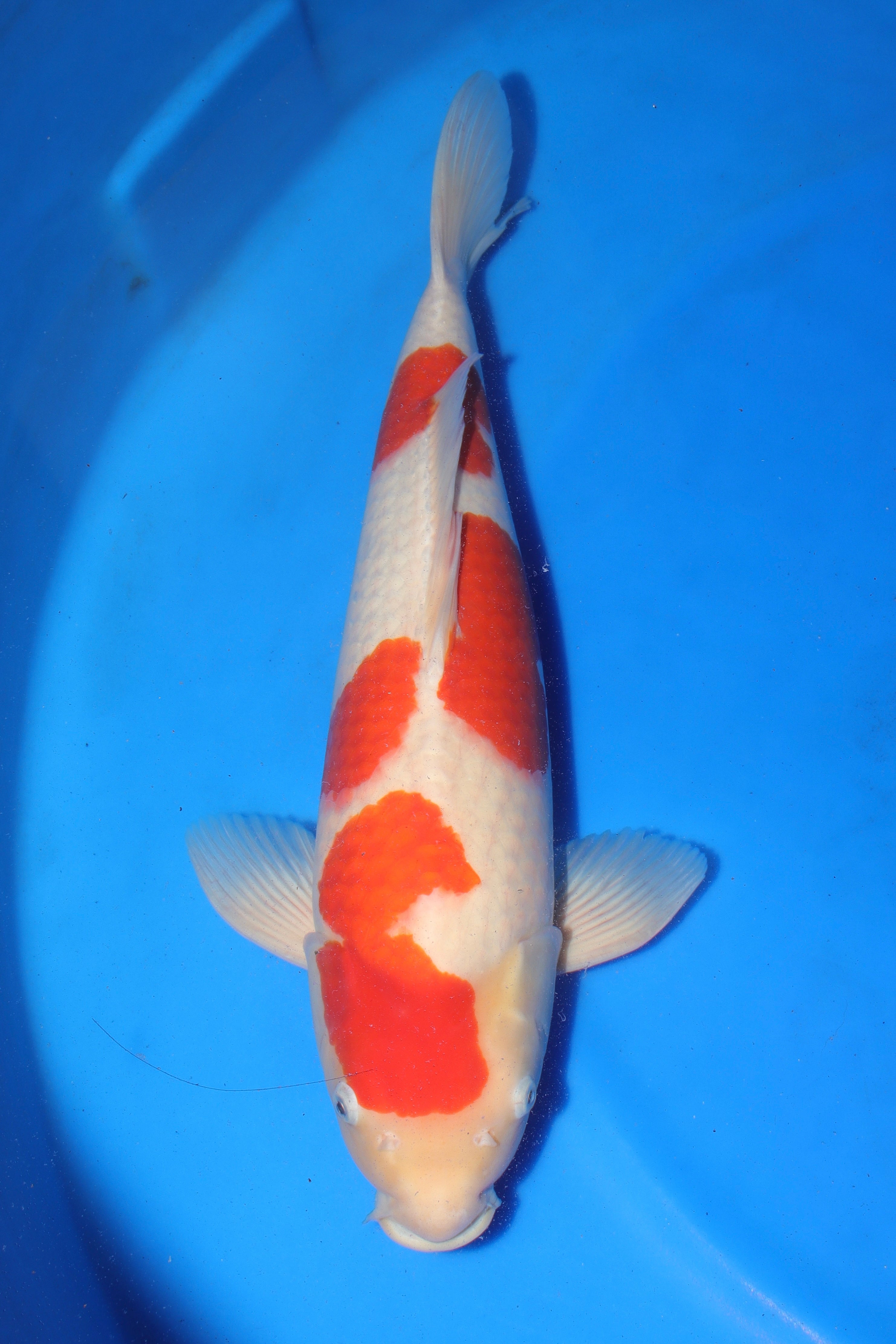 Kohaku MO-10