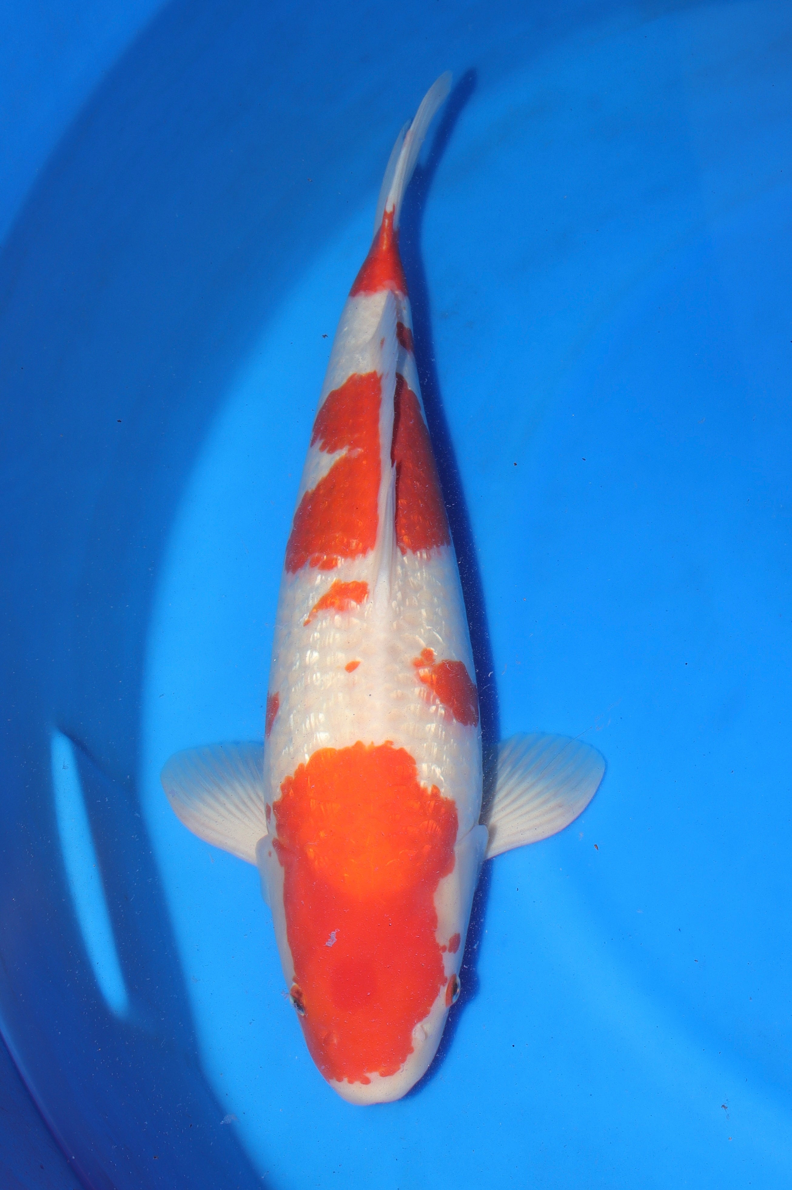 GinRin Kohaku MO-11