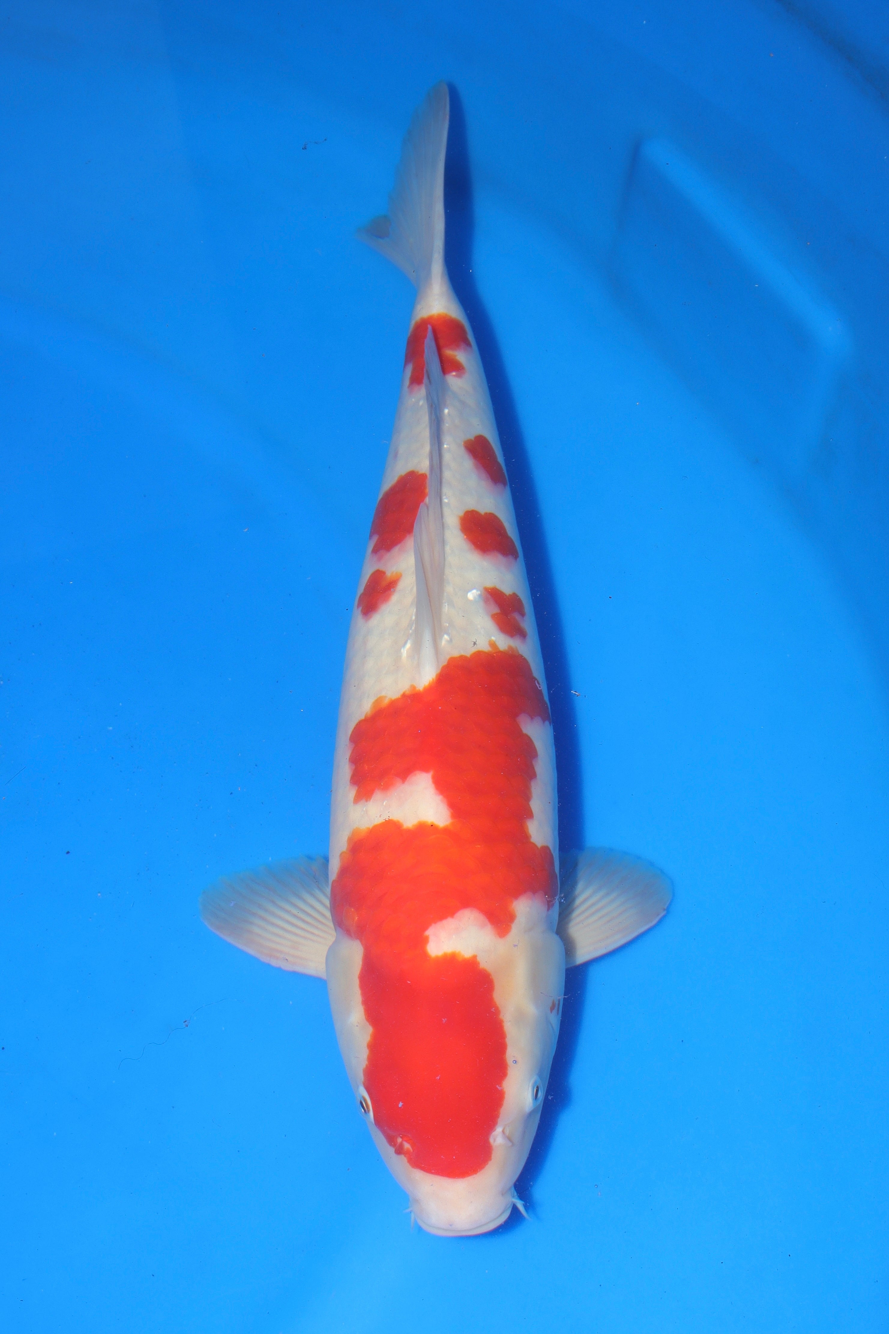 Kohaku MO-19