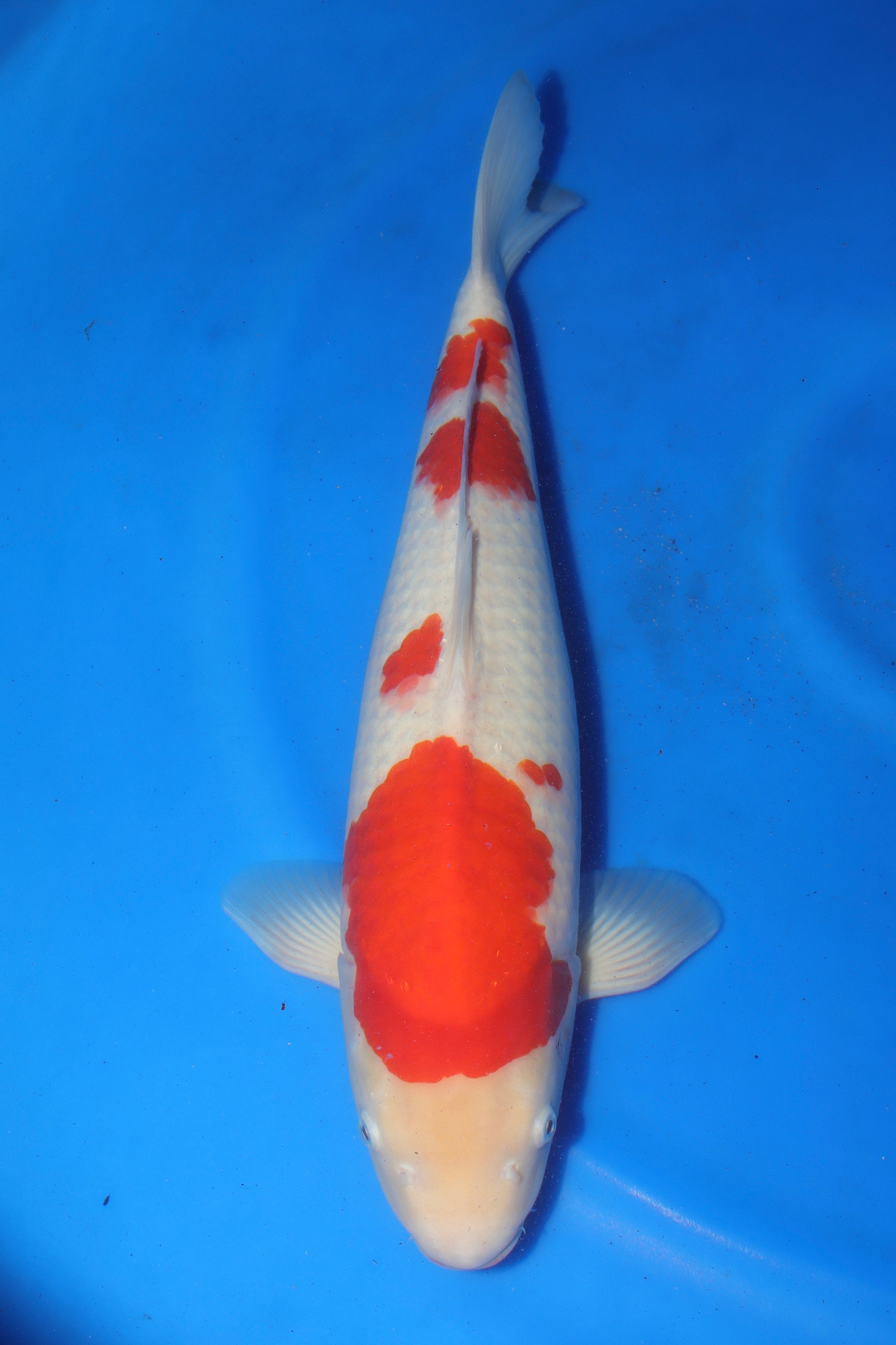 Kohaku JA-2