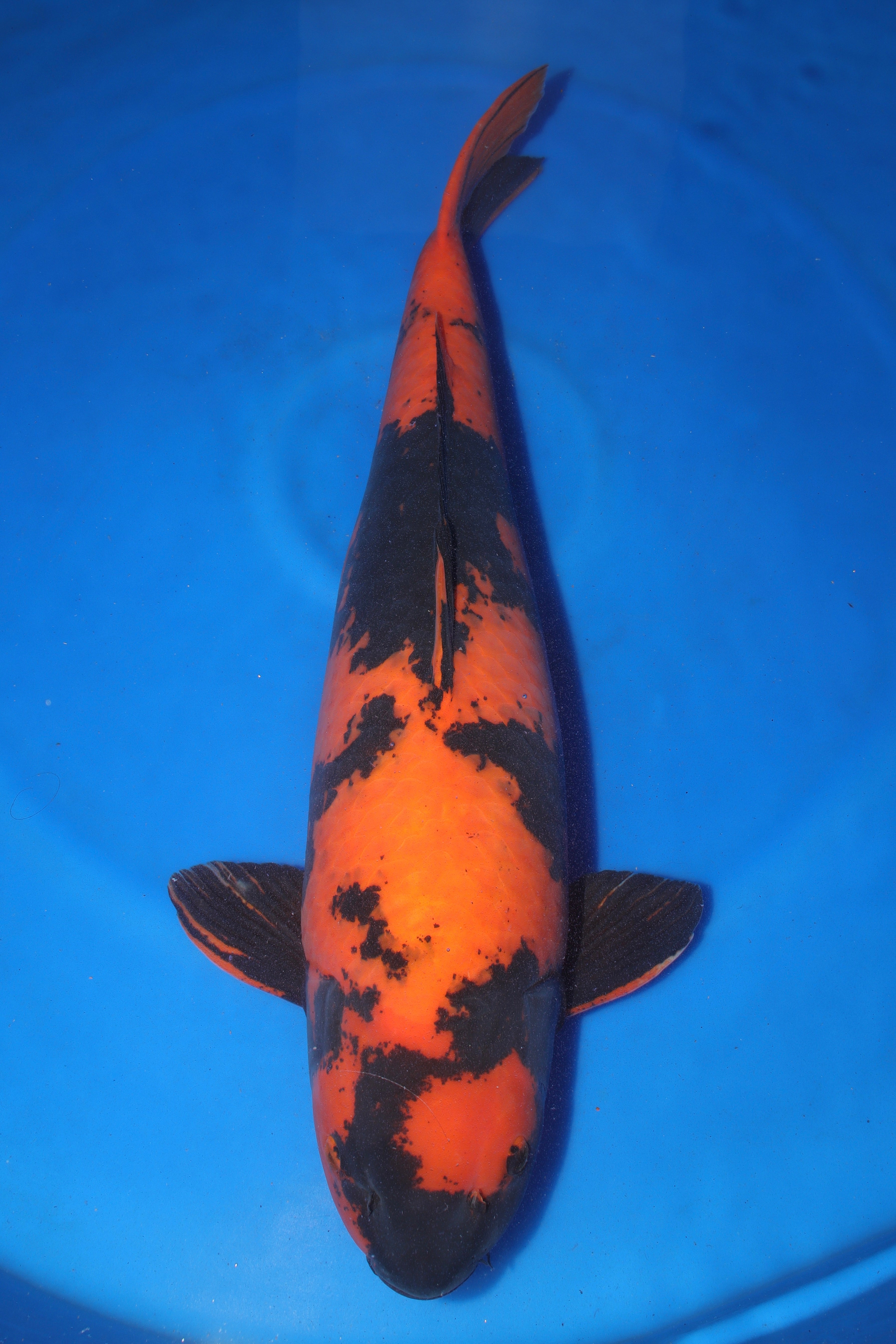Hi Utsuri NE-4