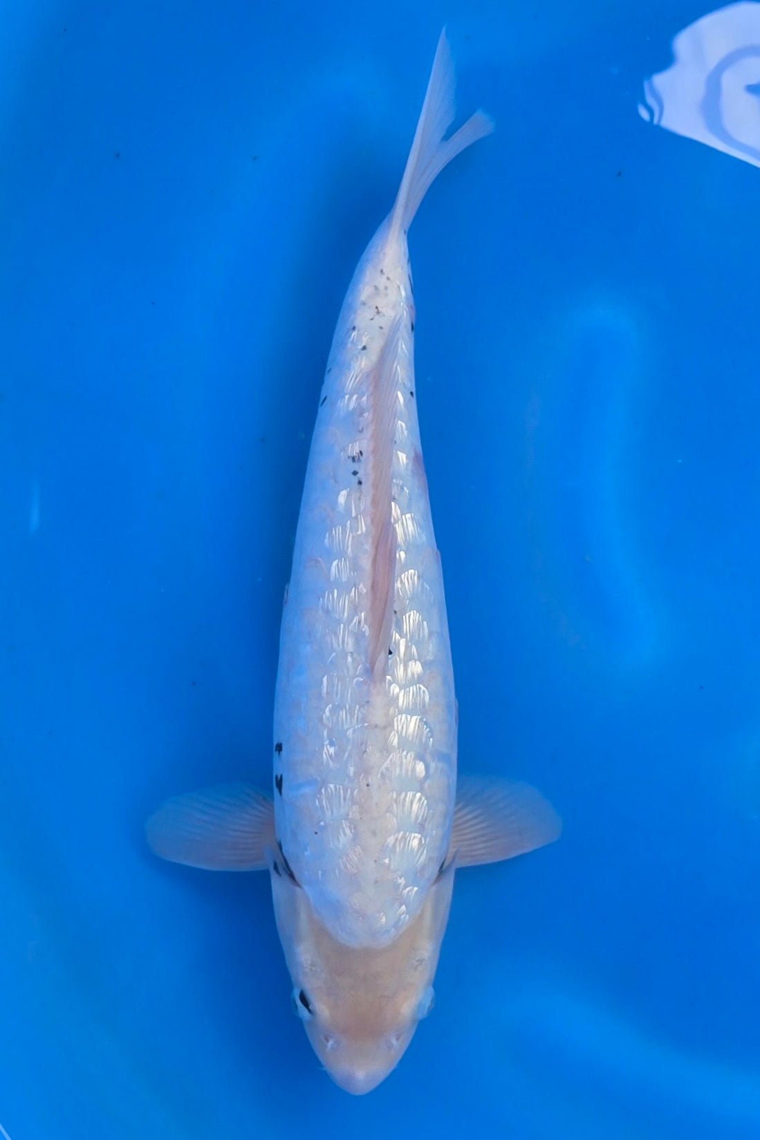 GinRin Haijiro TG-04 - Japanese koi fish for sale at Mystic Koi