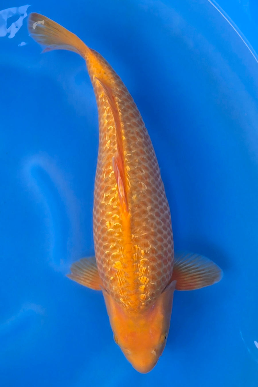 Golden Corn TG-01