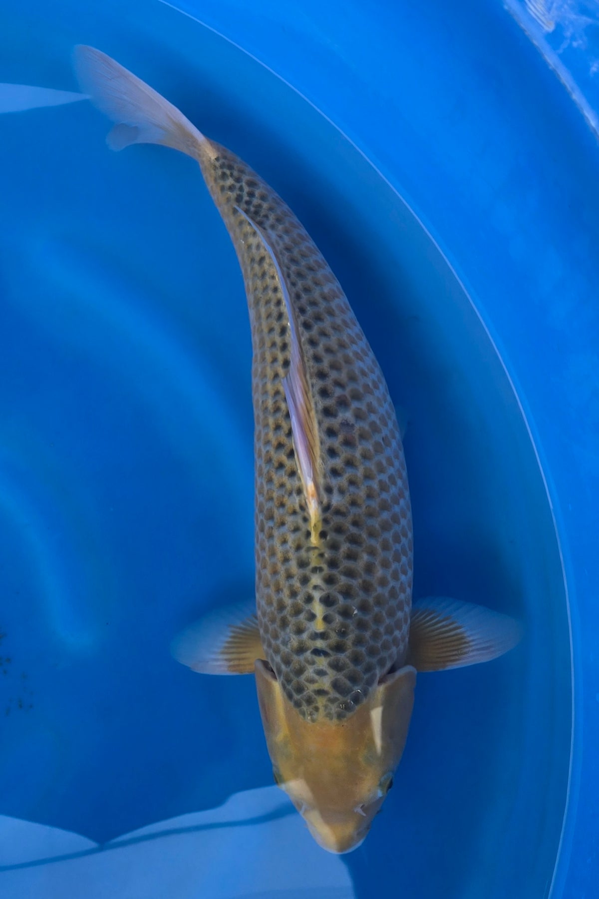 Golden Corn (Gold/Yellow Mix) koi fish 50cm (20") from Taniguchi for sale at Mystic Koi