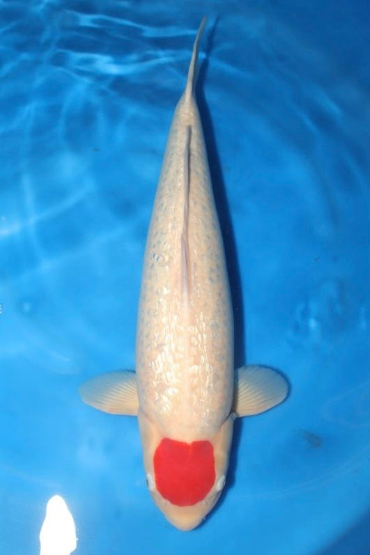 Tancho (White with Red Spot) koi fish 62cm (24") from Maruhiro for sale at Mystic Koi