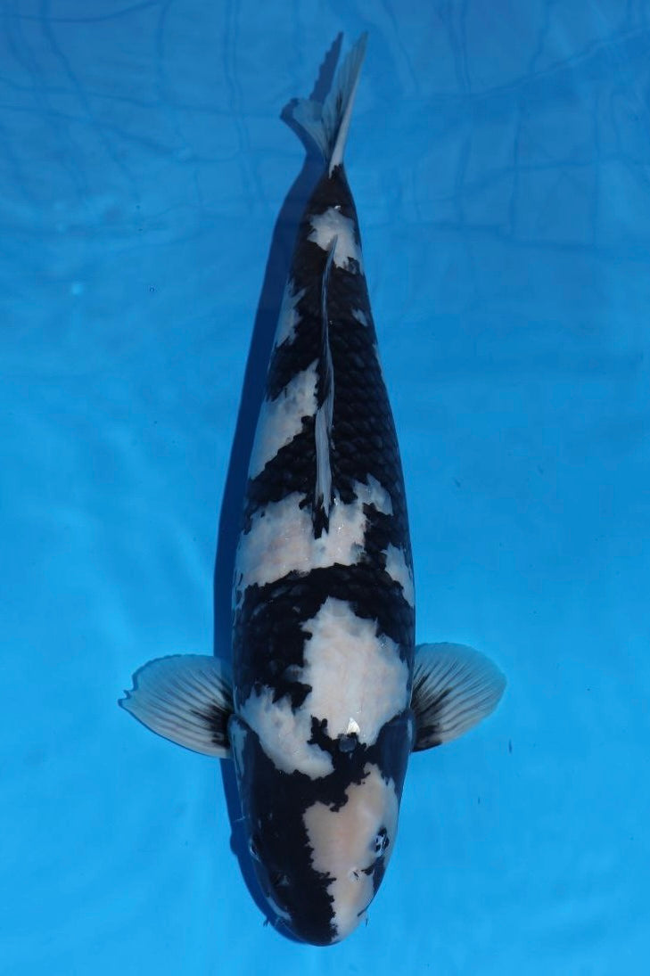 Shiro Utsuri (Black & White) koi fish from Omosako for sale at Mystic Koi
