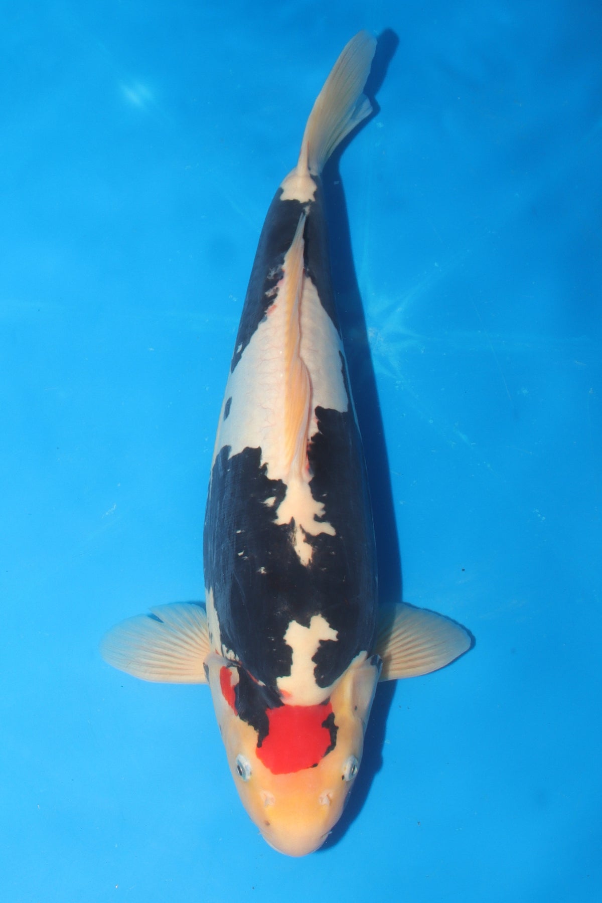 Kumonryu (Black & White) koi fish 42cm (17") from Koda for sale at Mystic Koi
