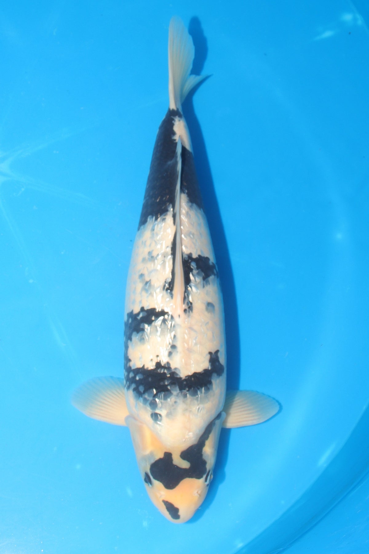 Shiro Utsuri (Black & White) koi fish 45cm (18") from Koda for sale at Mystic Koi