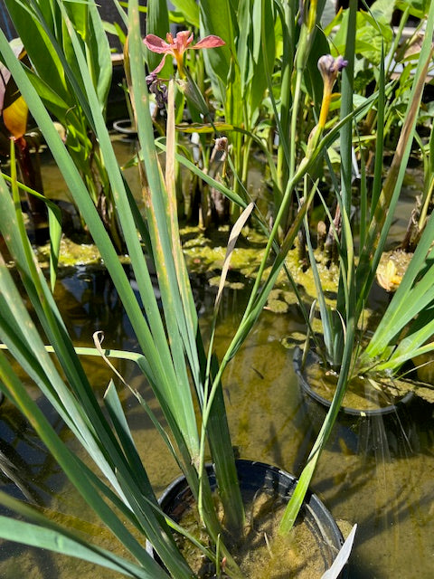 Mystic Aquatic Plant Soil 10 LBS.