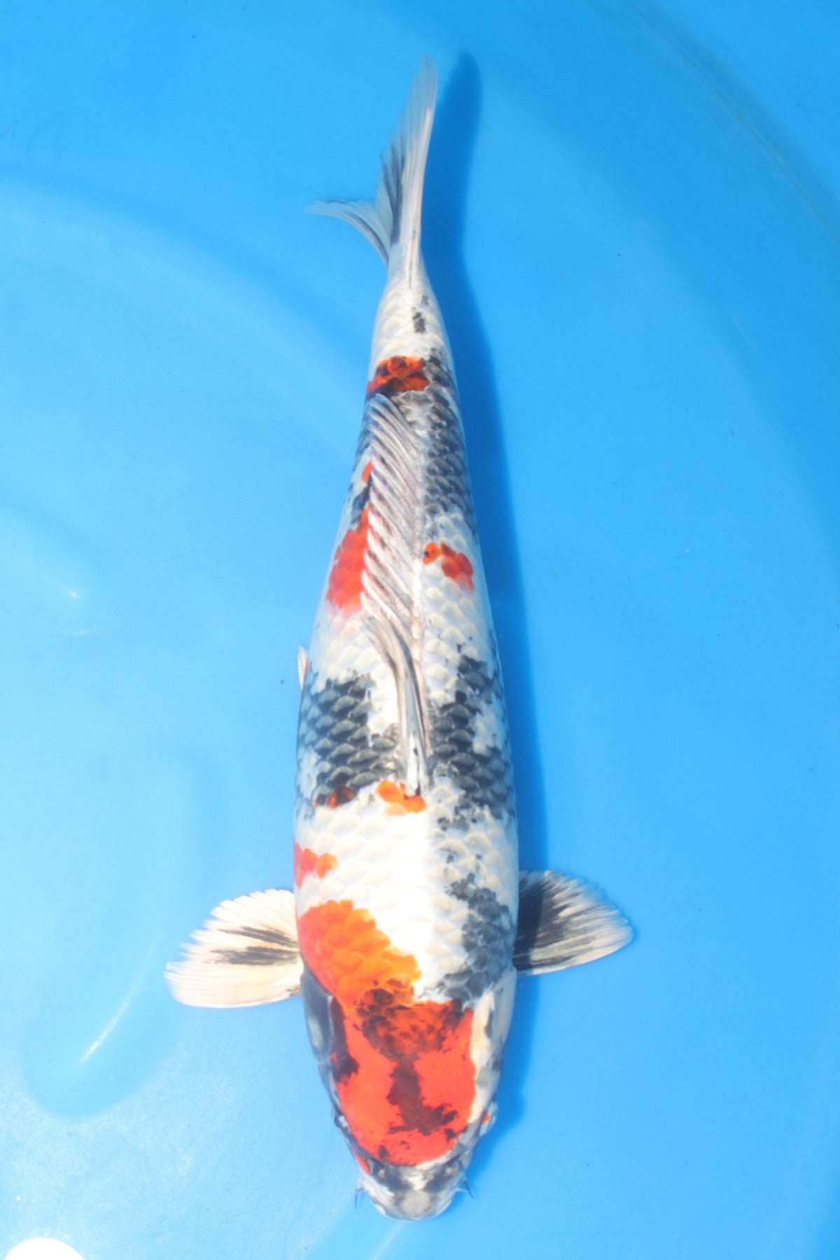 Kin Showa (Gold, Black & Red) koi fish 48cm (19") from Koda for sale at Mystic Koi