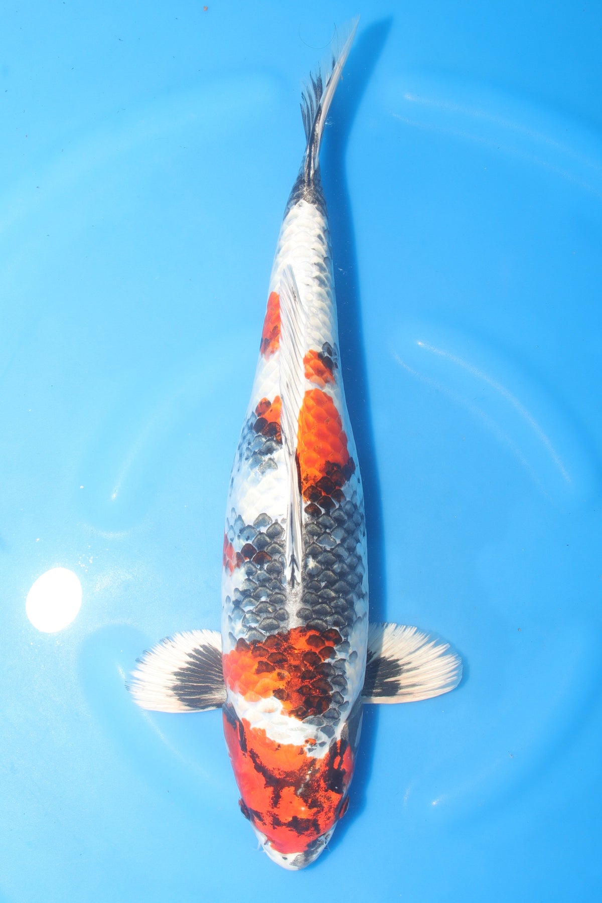 Kin Showa (Gold, Black & Red) koi fish 46cm (18") from Koda for sale at Mystic Koi