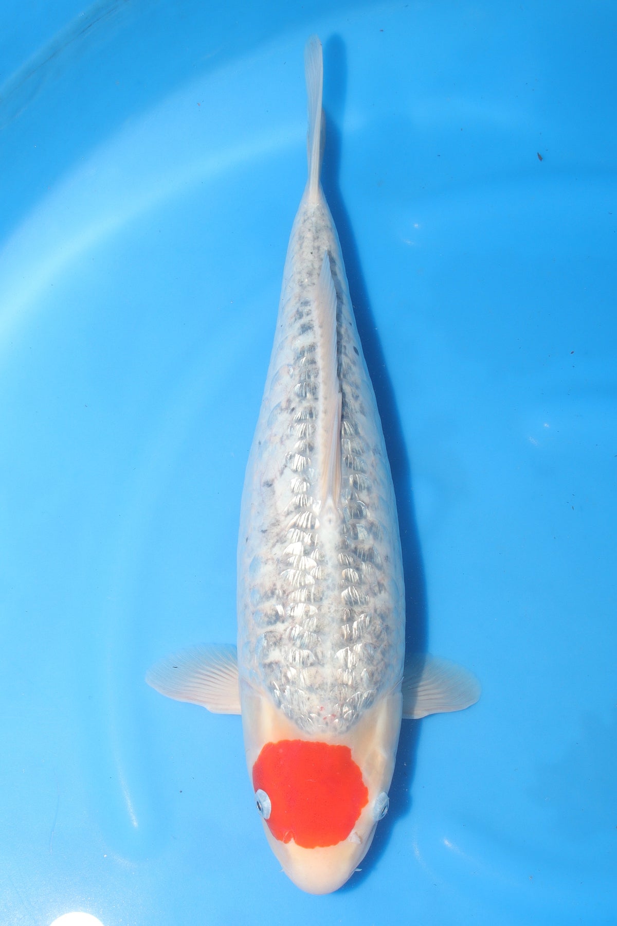 Goshiki (Five Colors) koi fish 50cm (20") from Koda for sale at Mystic Koi