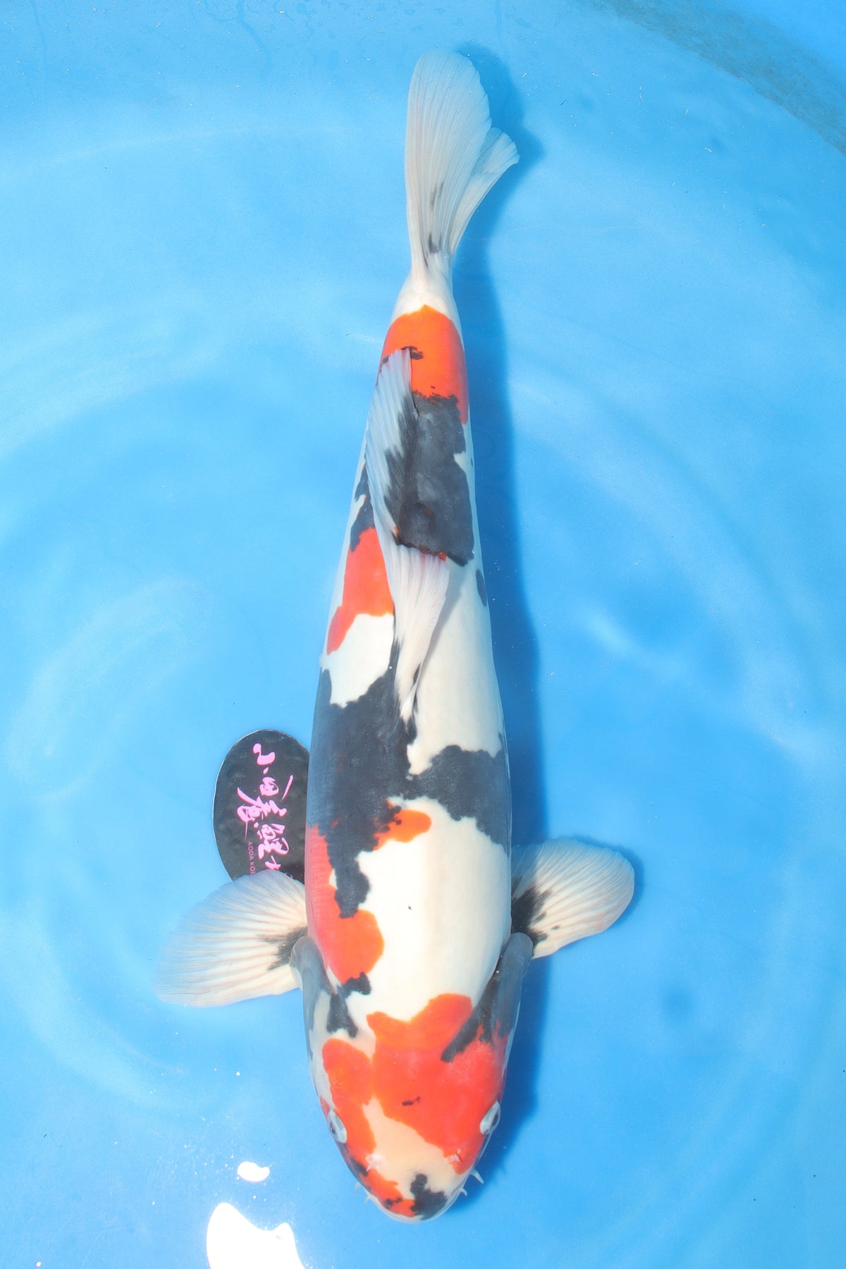 Showa (Black, Red & White) koi fish 55cm (22") from Koda for sale at Mystic Koi