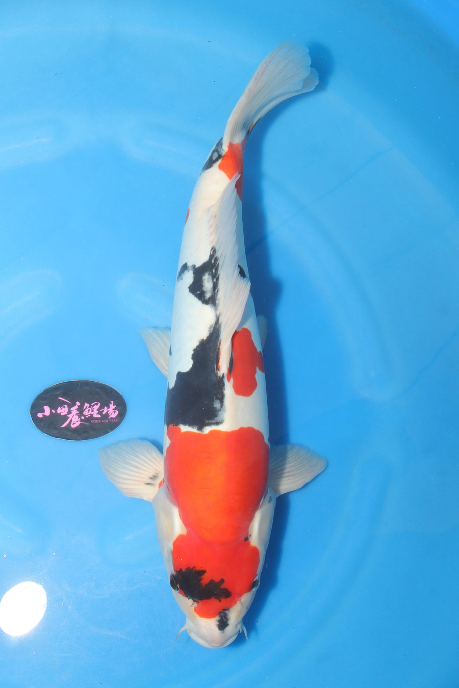 Doitsu Showa KD-11