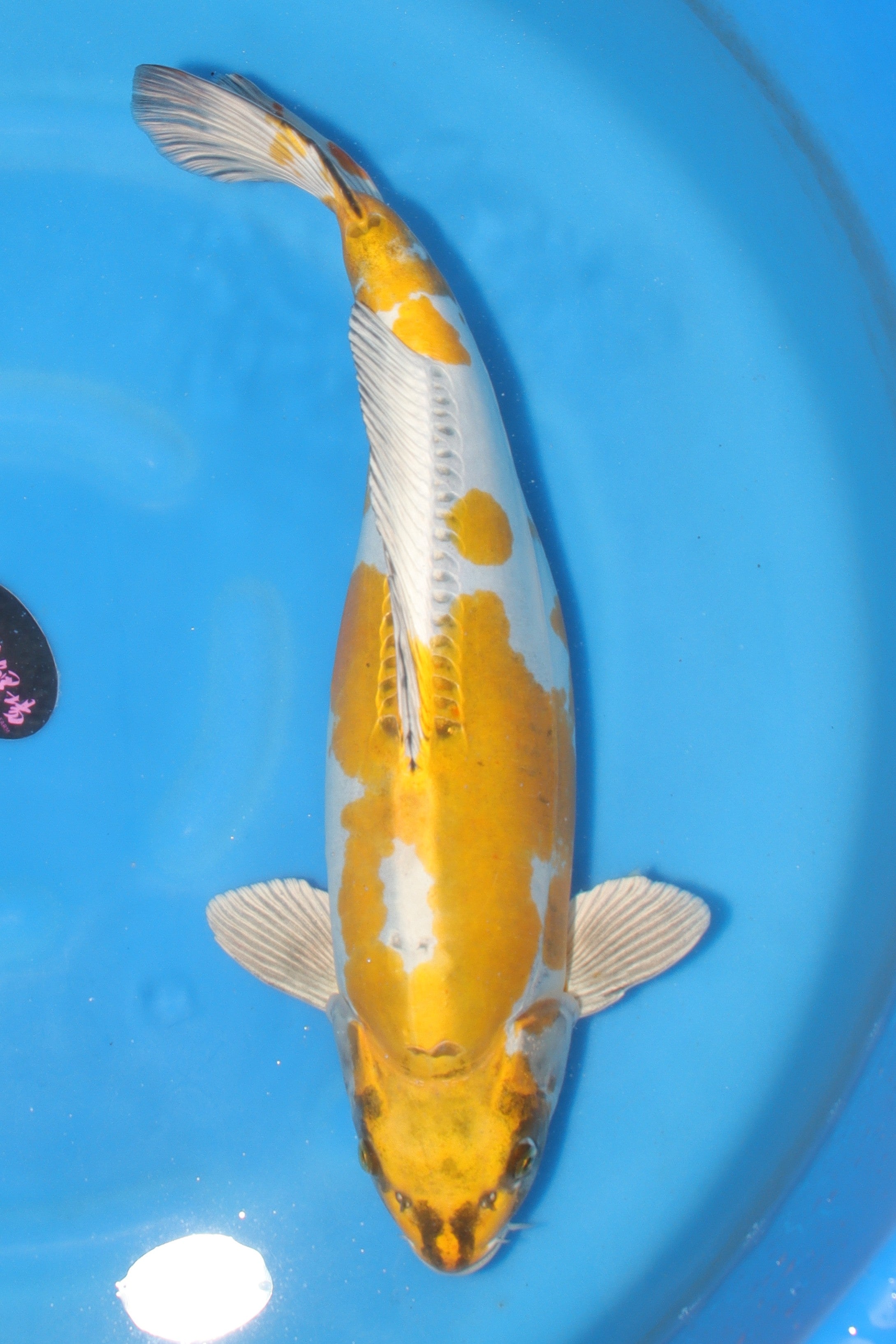 koi-doll スキンカラーA 鯉印 IMG_7040.jpg?crop=center&